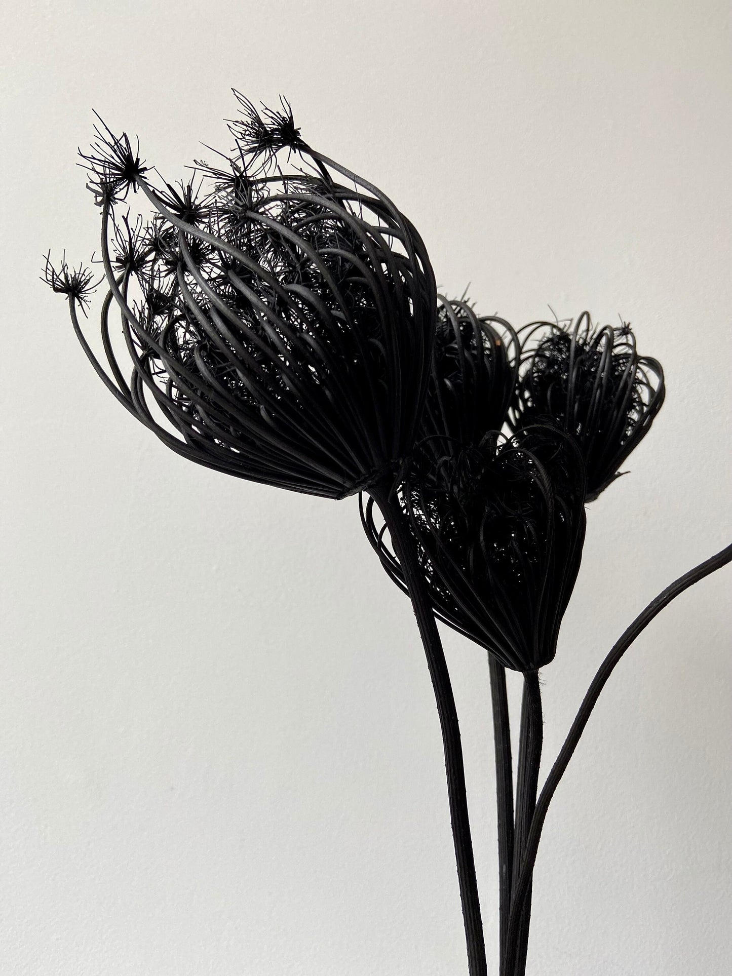 Fenchelblüten | schwarz | getrocknete Blüten | Fenchel schwarz | Trockenblume | Frühling | Zweige für die Vase | Blütenzweig | Ostern | Home