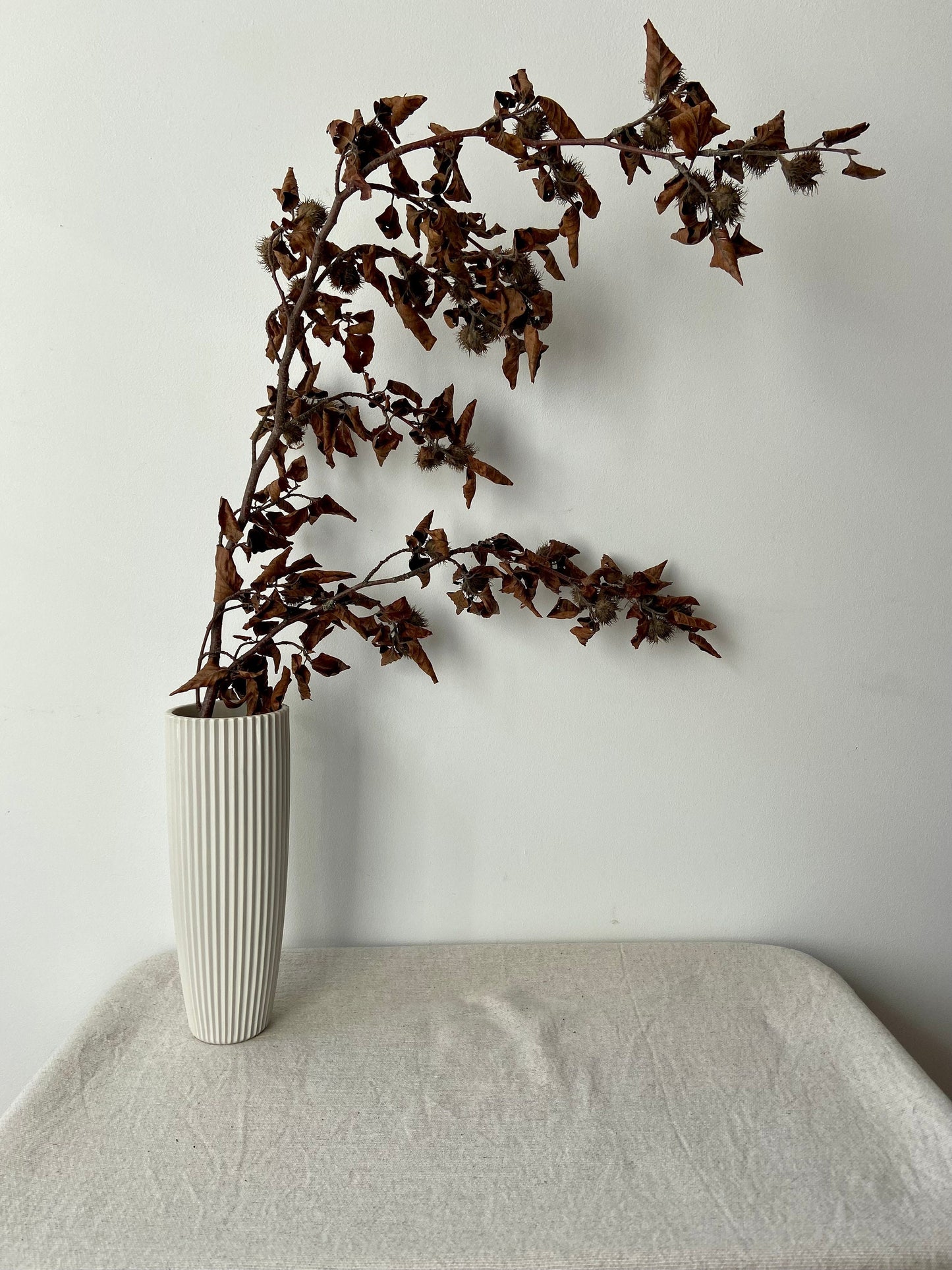 Buchenzweig| Zierzweig für die Vase | Naturzweig | braune Blätter