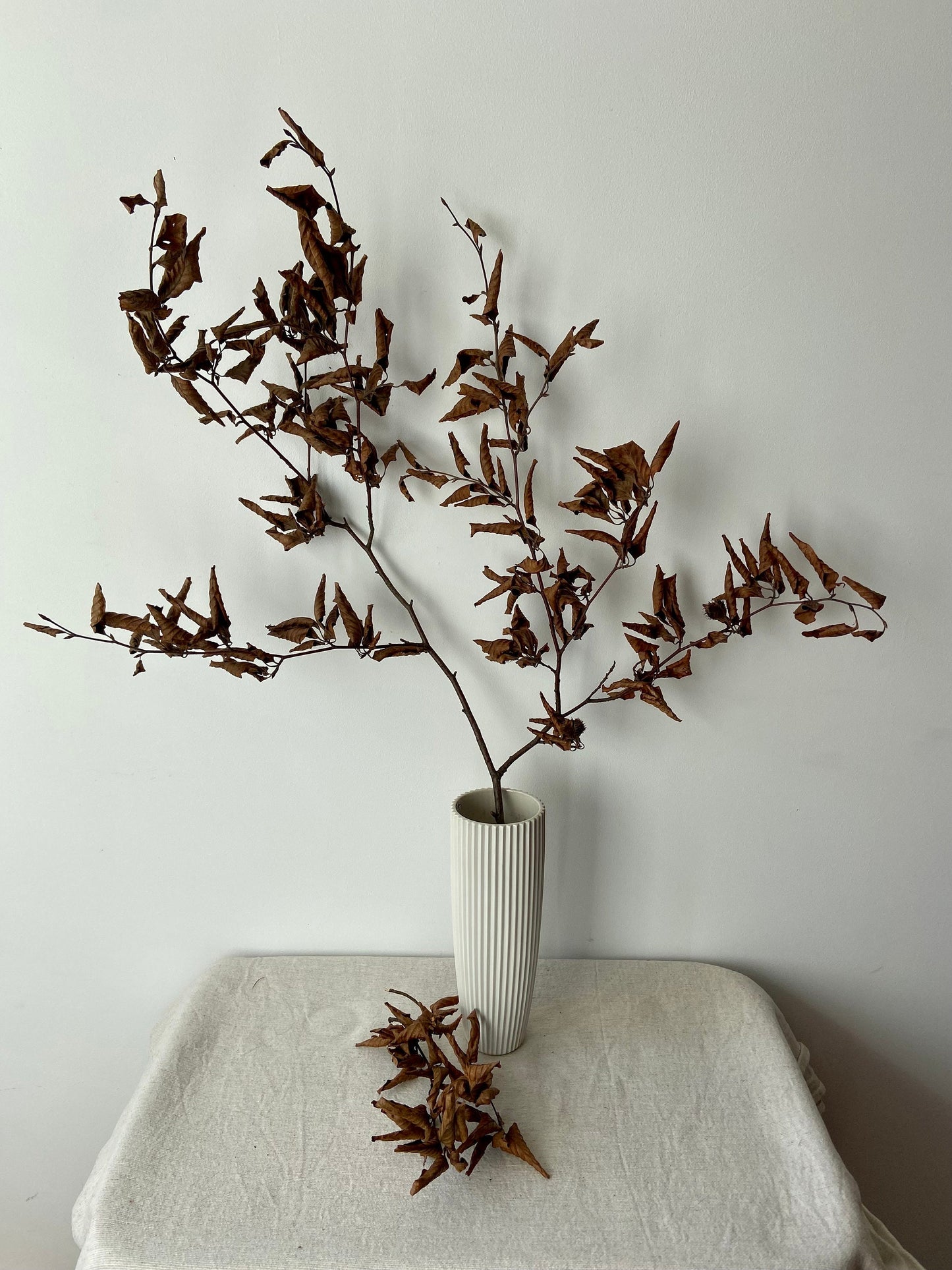 Buchenzweig| Zierzweig für die Vase | Naturzweig | braune Blätter
