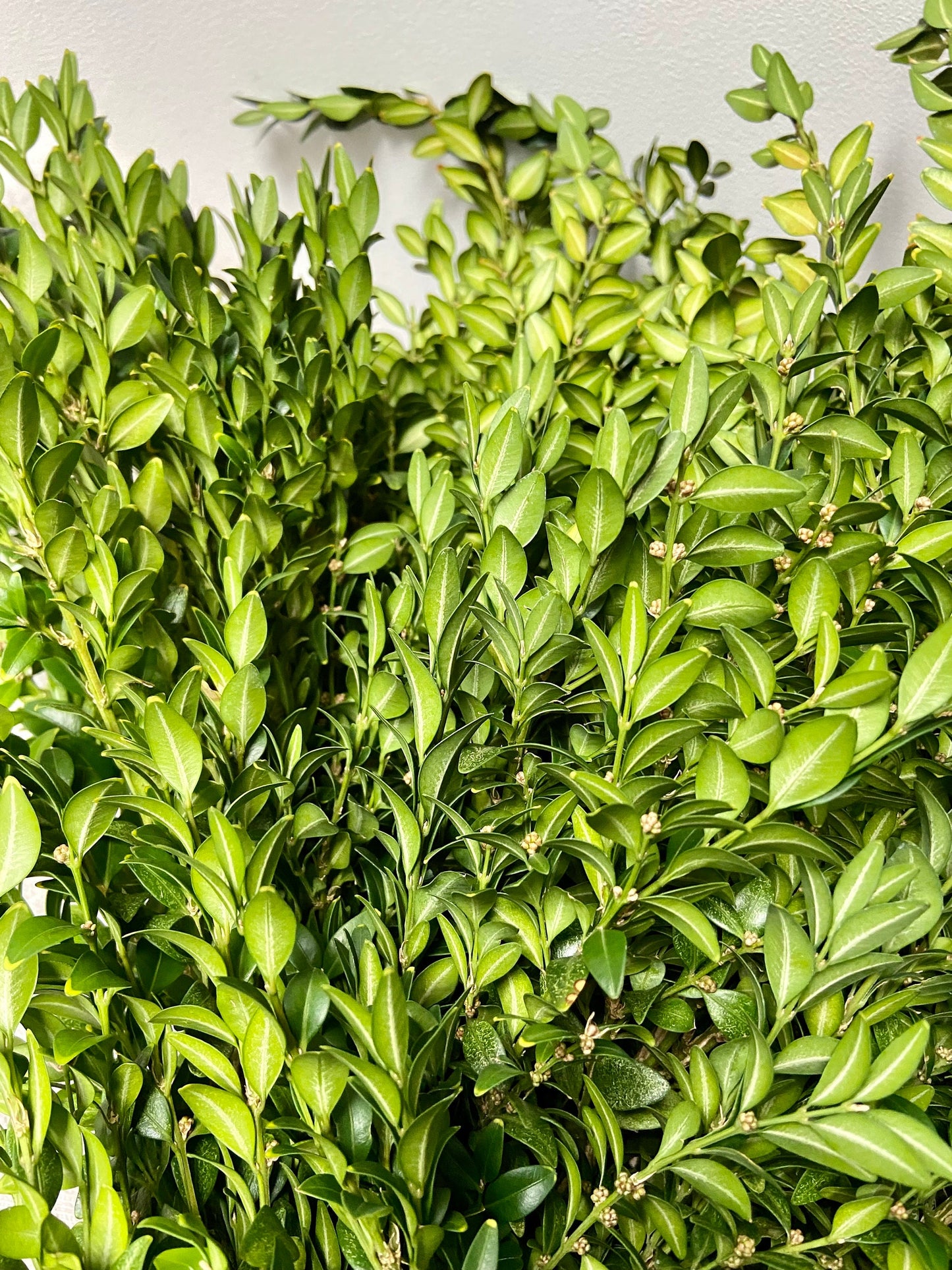 Zweige des Buchsbaums | Buchs | Bux | frische Zweige | Natur grün | Advent | Weihnachten | Naturdeko