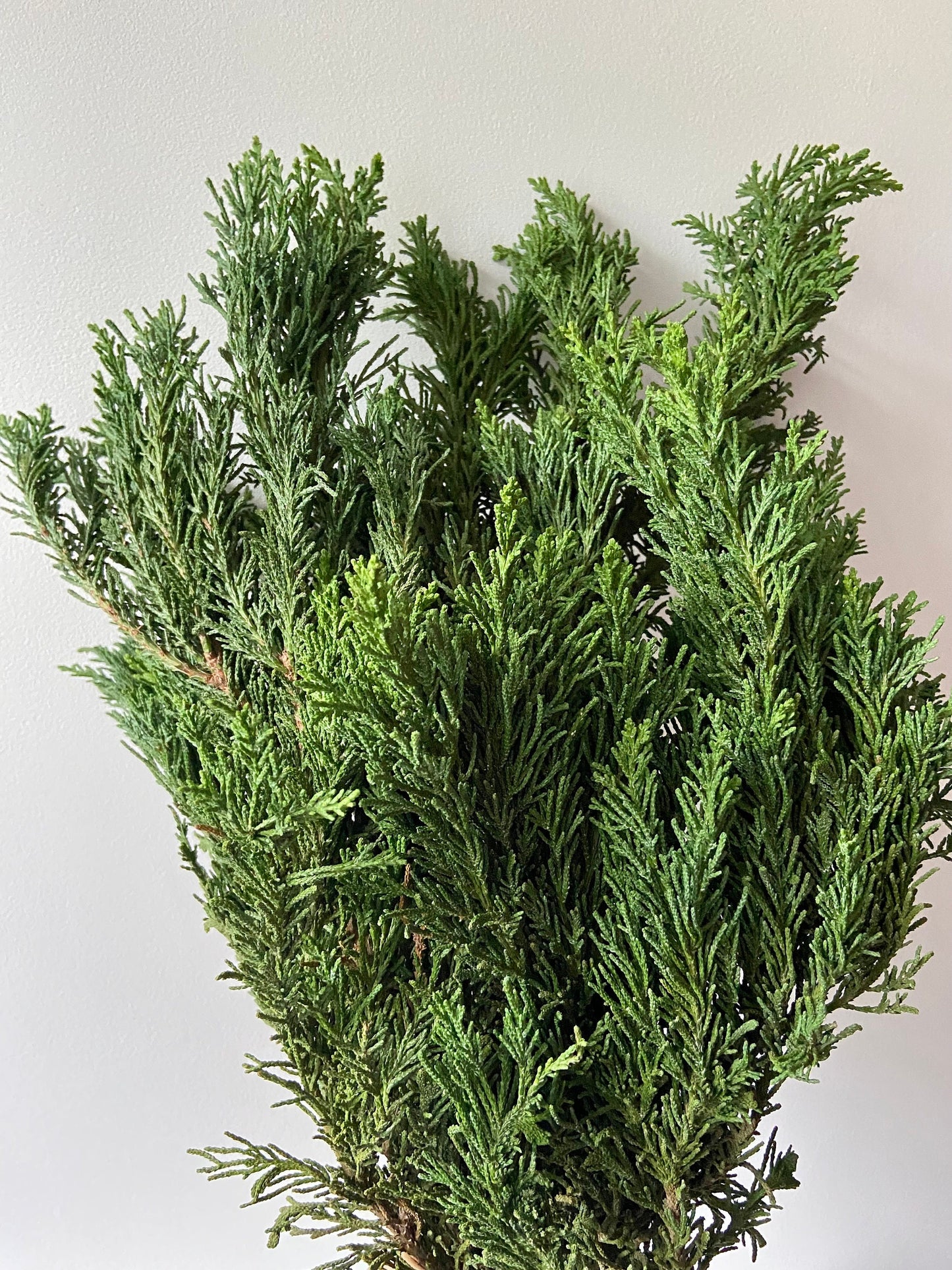 Zweige der Draht Zypresse | Advent | Deko | frisches Grün | Türschmuck | grüne Zweige | Weihnachten | Winterzweige