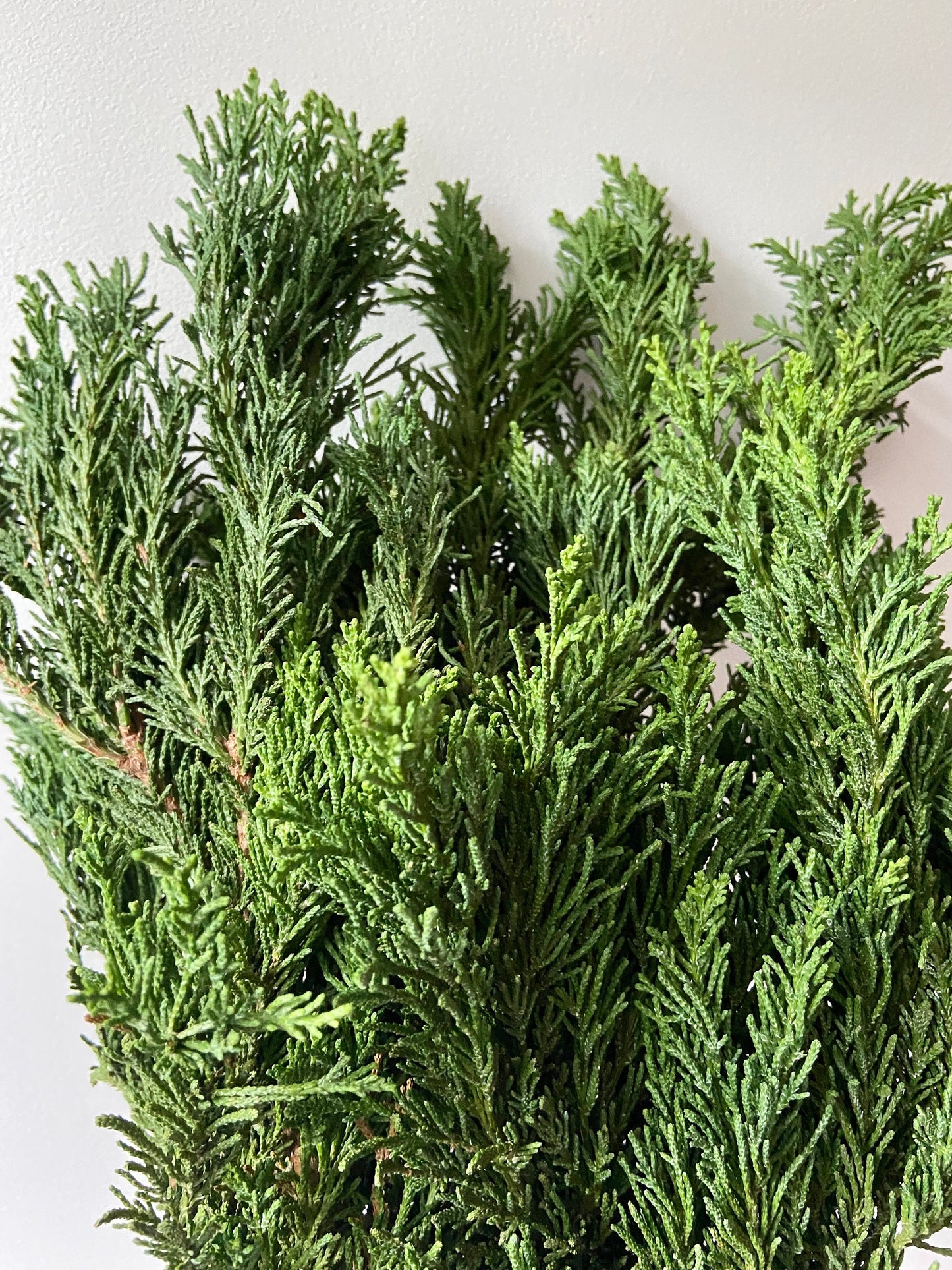 Zweige der Draht Zypresse | Advent | Deko | frisches Grün | Türschmuck | grüne Zweige | Weihnachten | Winterzweige