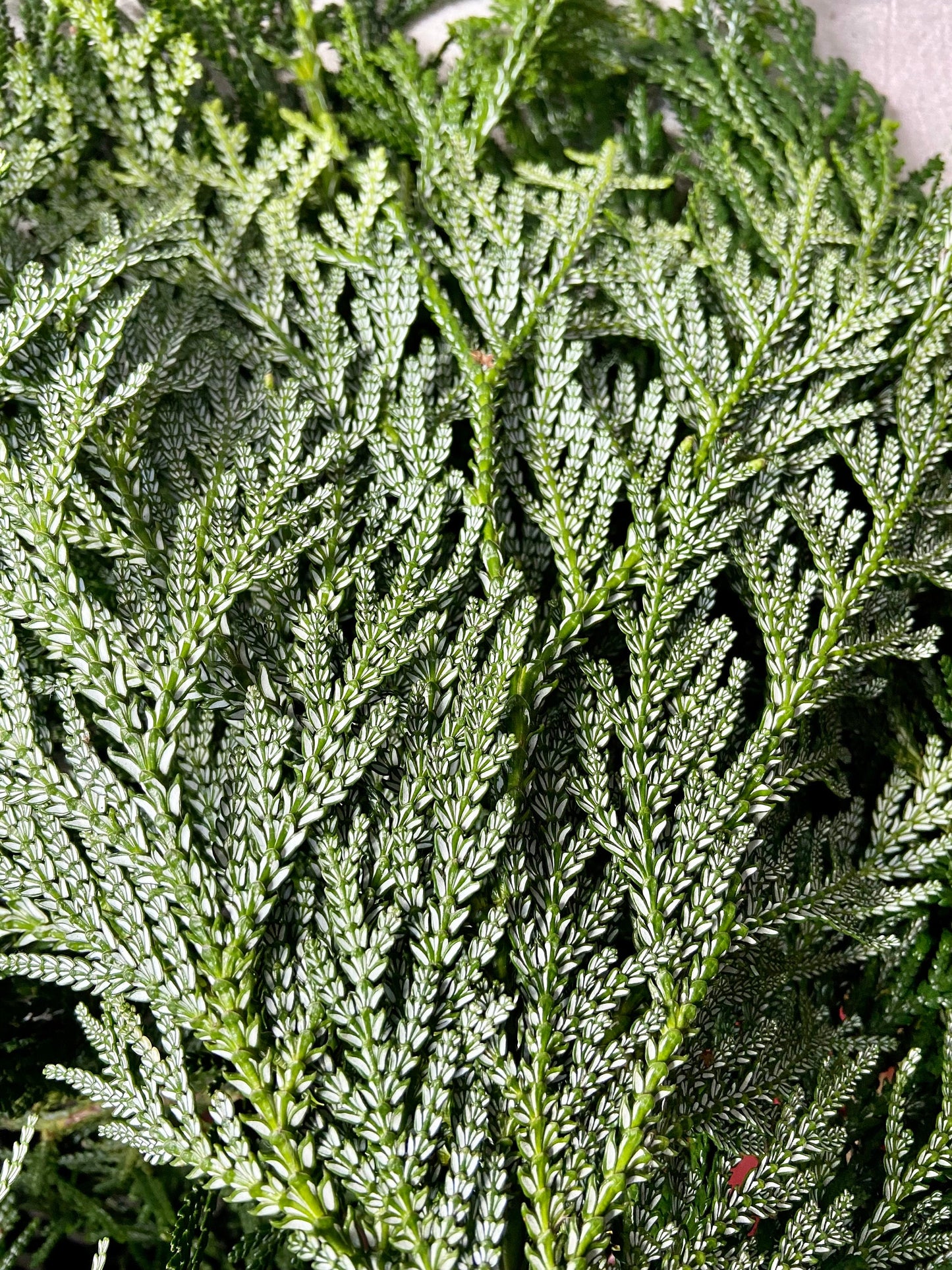 Zweige der Thujopsis Zypresse | Hibalebensbaum | Advent | Winter | frisches Grün | Weihnachtsdeko | Adventskranz | Bastelmaterial | Natur