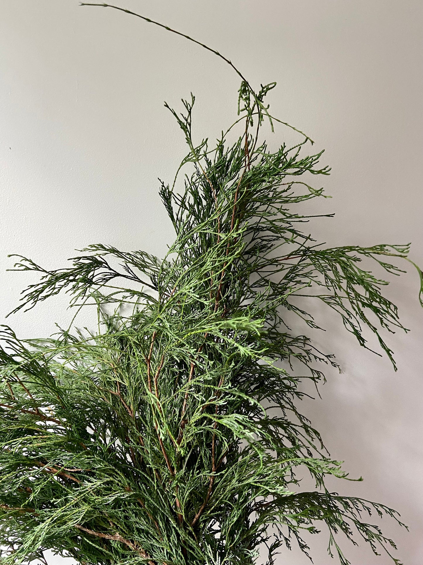 Zweige der Filifera Faden-Zypresse | Advent | Deko | frisches Grün | Türschmuck | grüne Zweige | Weihnachten | Winterzweige