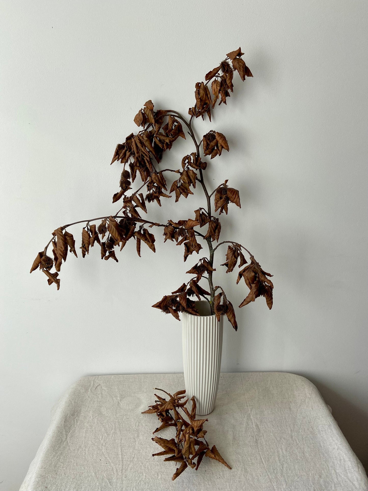 Buchenzweig| Zierzweig für die Vase | Naturzweig | braune Blätter