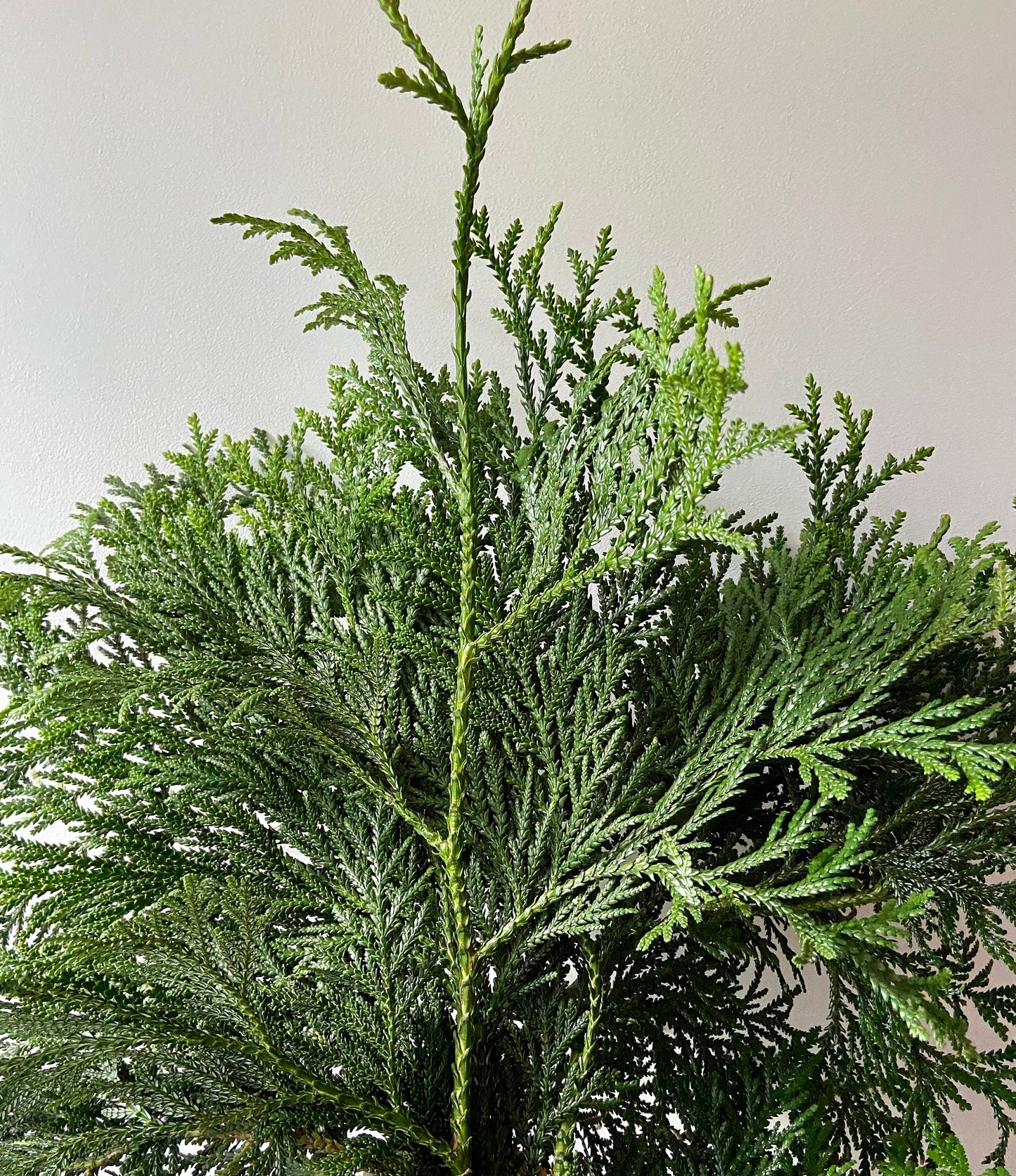 Zweige der Thujopsis Zypresse | Hibalebensbaum | Advent | Winter | frisches Grün | Weihnachtsdeko | Adventskranz | Bastelmaterial | Natur