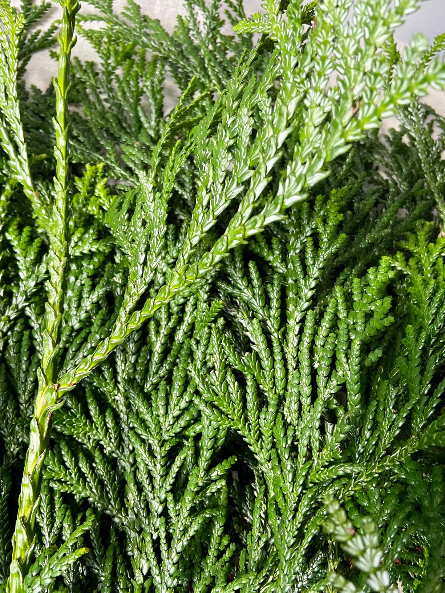Zweige der Thujopsis Zypresse | Hibalebensbaum | Advent | Winter | frisches Grün | Weihnachtsdeko | Adventskranz | Bastelmaterial | Natur