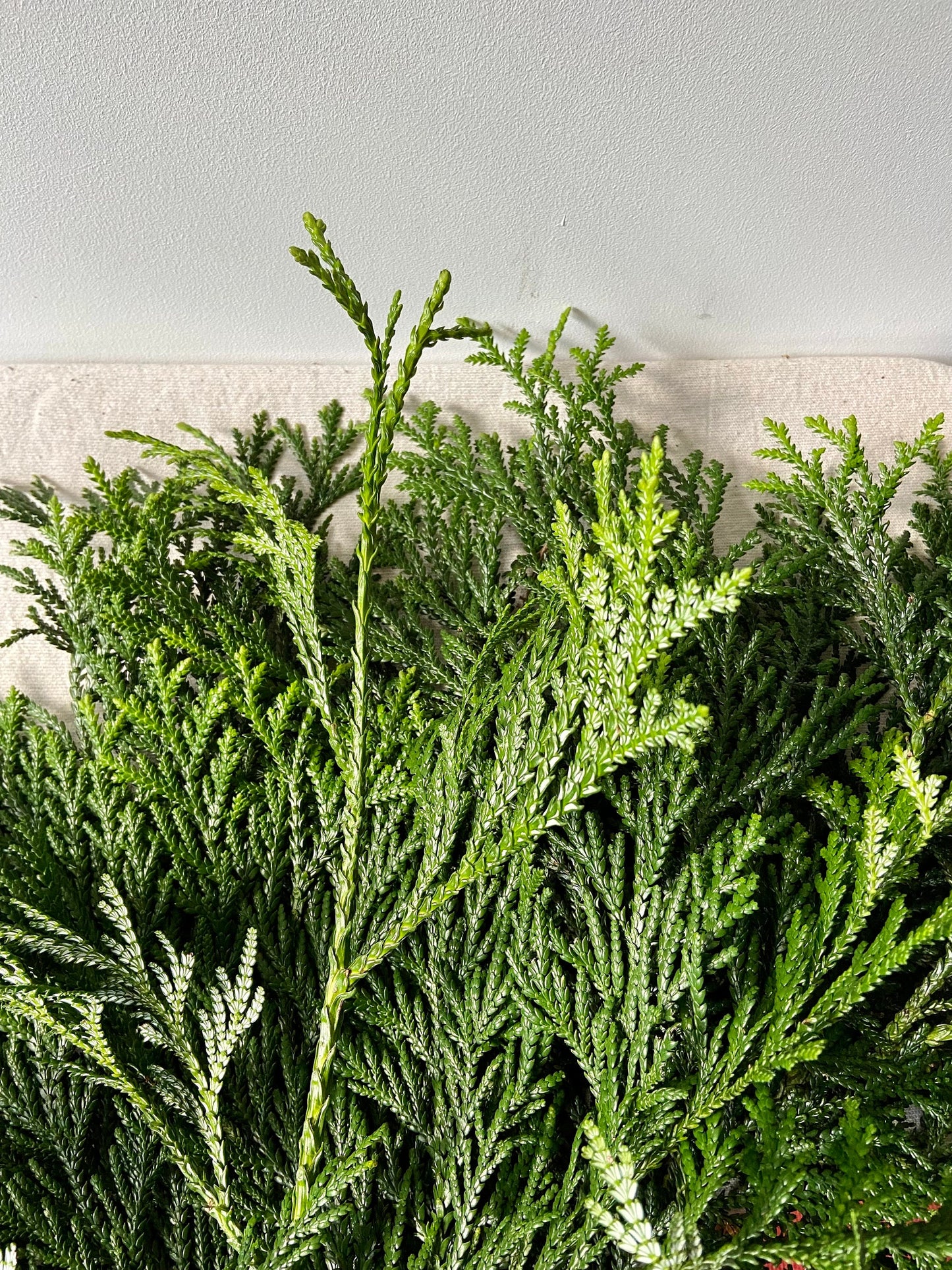 Zweige der Thujopsis Zypresse | Hibalebensbaum | Advent | Winter | frisches Grün | Weihnachtsdeko | Adventskranz | Bastelmaterial | Natur