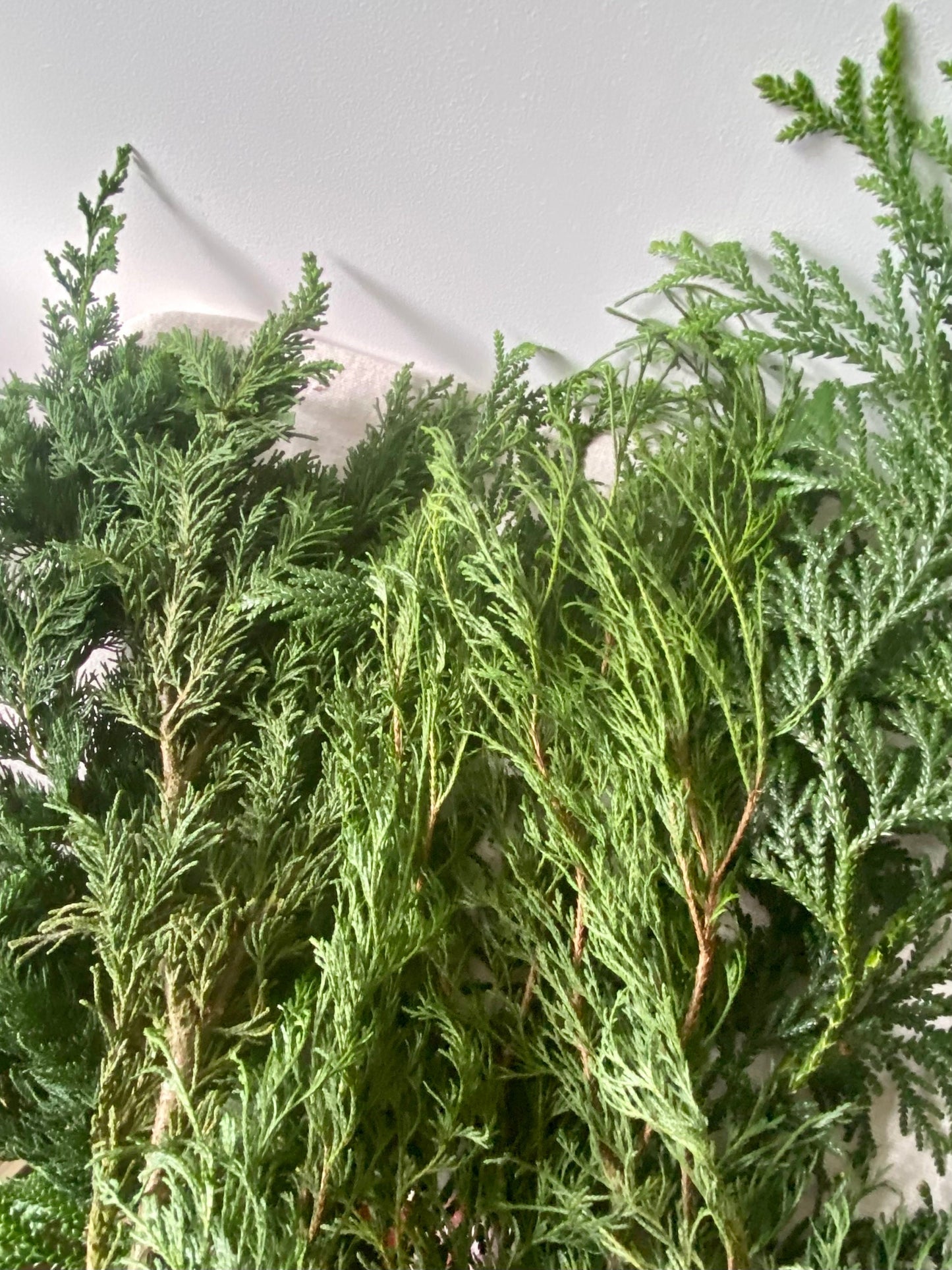 Zweige gemischt | Winterdeko | Advent | Weihnachten | frisches Grün | Naturmaterial | Bastelmaterial | Koniferen | Zypressen | Buchs