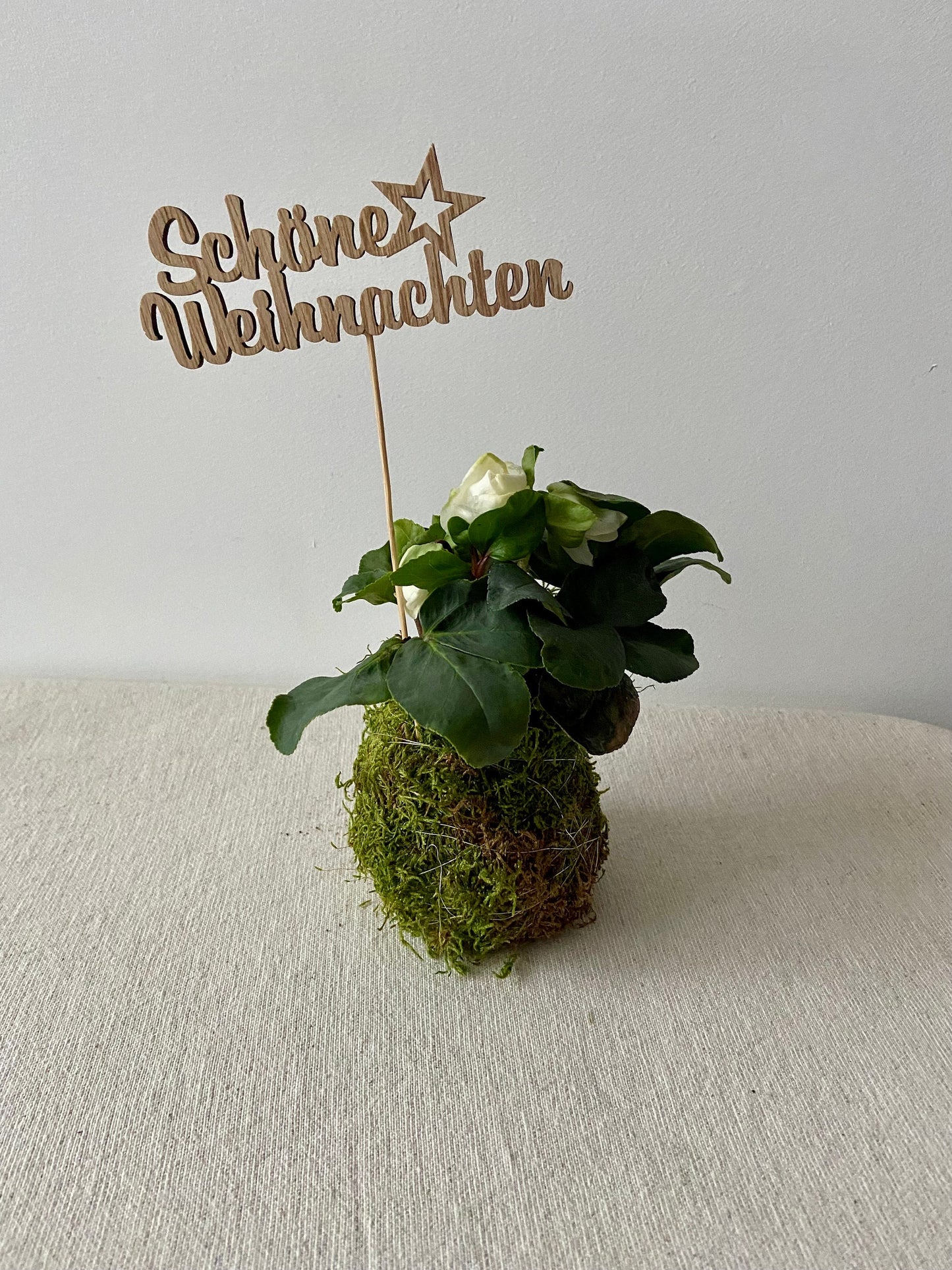 Christrose in Moos | Weihnachtsdekoration | Tischdeko | Winterdeko | Moos | Weihnachten | Christrose | Winterblume | Helleborus | Advent