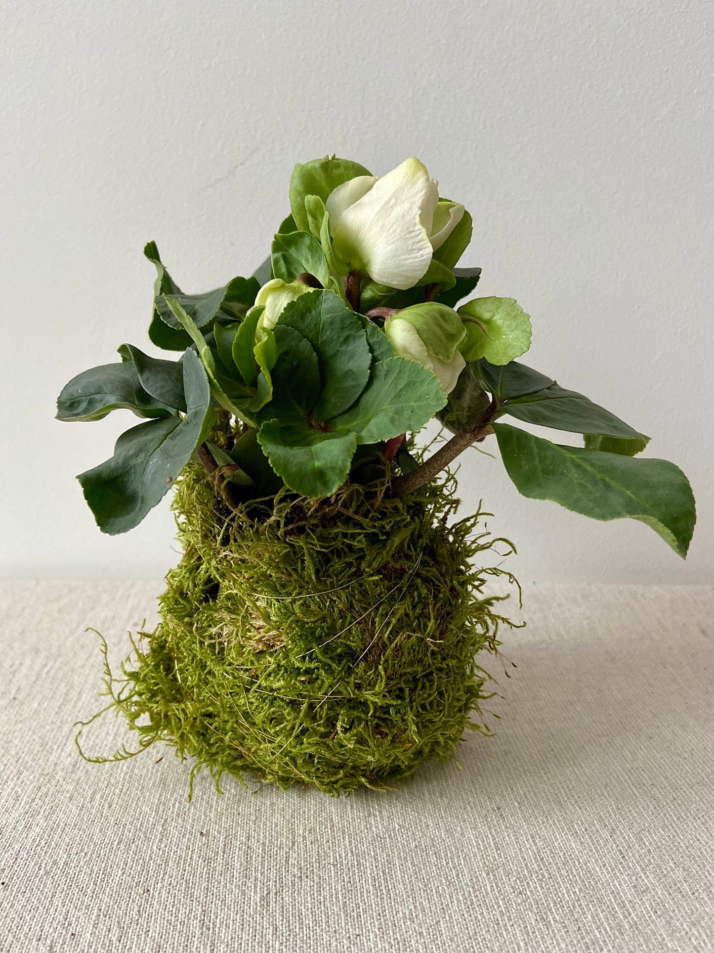 Christrose in Moos | Weihnachtsdekoration | Tischdeko | Winterdeko | Moos | Weihnachten | Christrose | Winterblume | Helleborus | Advent