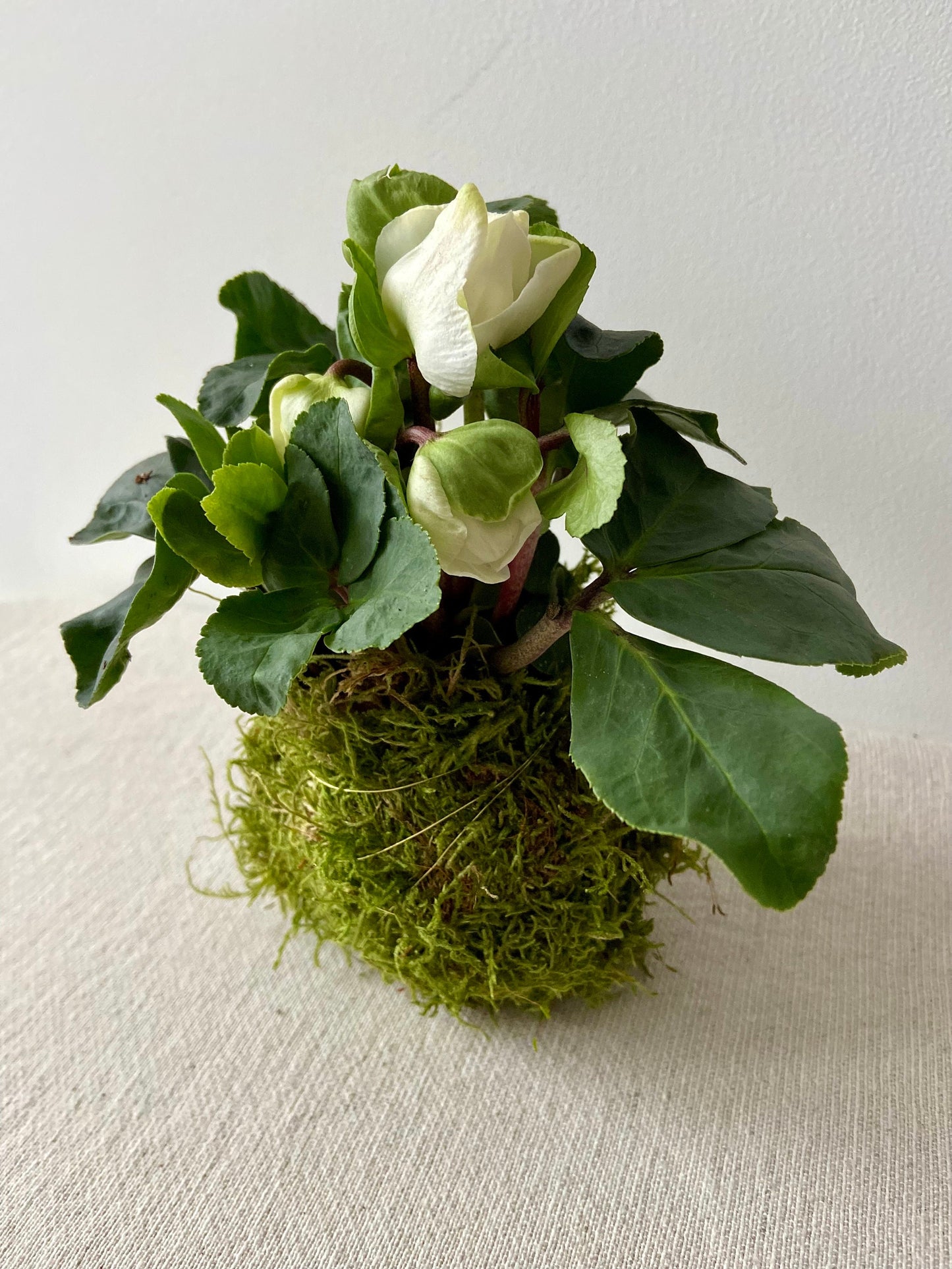Christrose in Moos | Weihnachtsdekoration | Tischdeko | Winterdeko | Moos | Weihnachten | Christrose | Winterblume | Helleborus | Advent