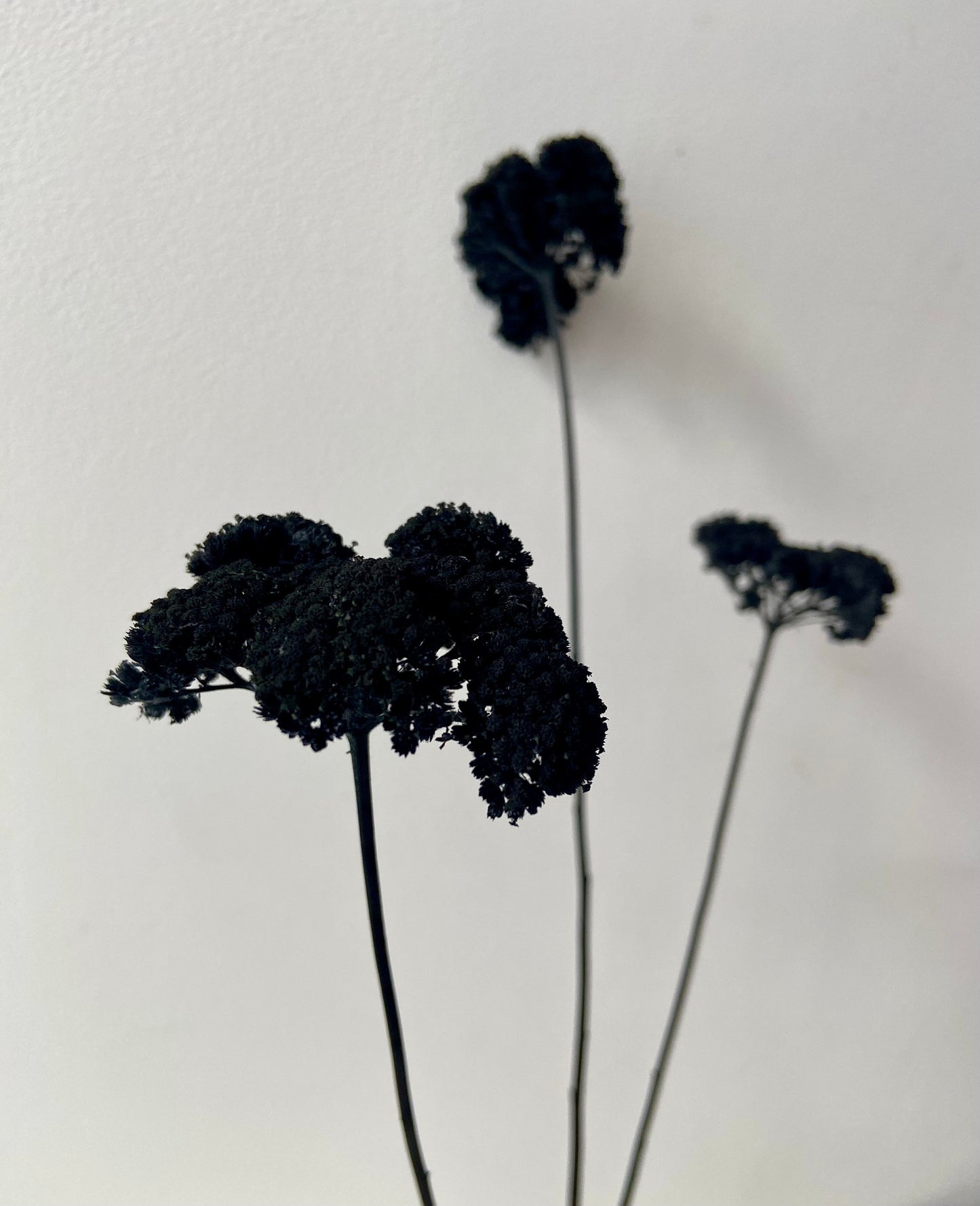 Achillea | schwarz | getröcknete Blüten | Achillea schwarz | Trockenblume | Frühling | Zweige für die Vase | Blütenzweig | Ostern | Home