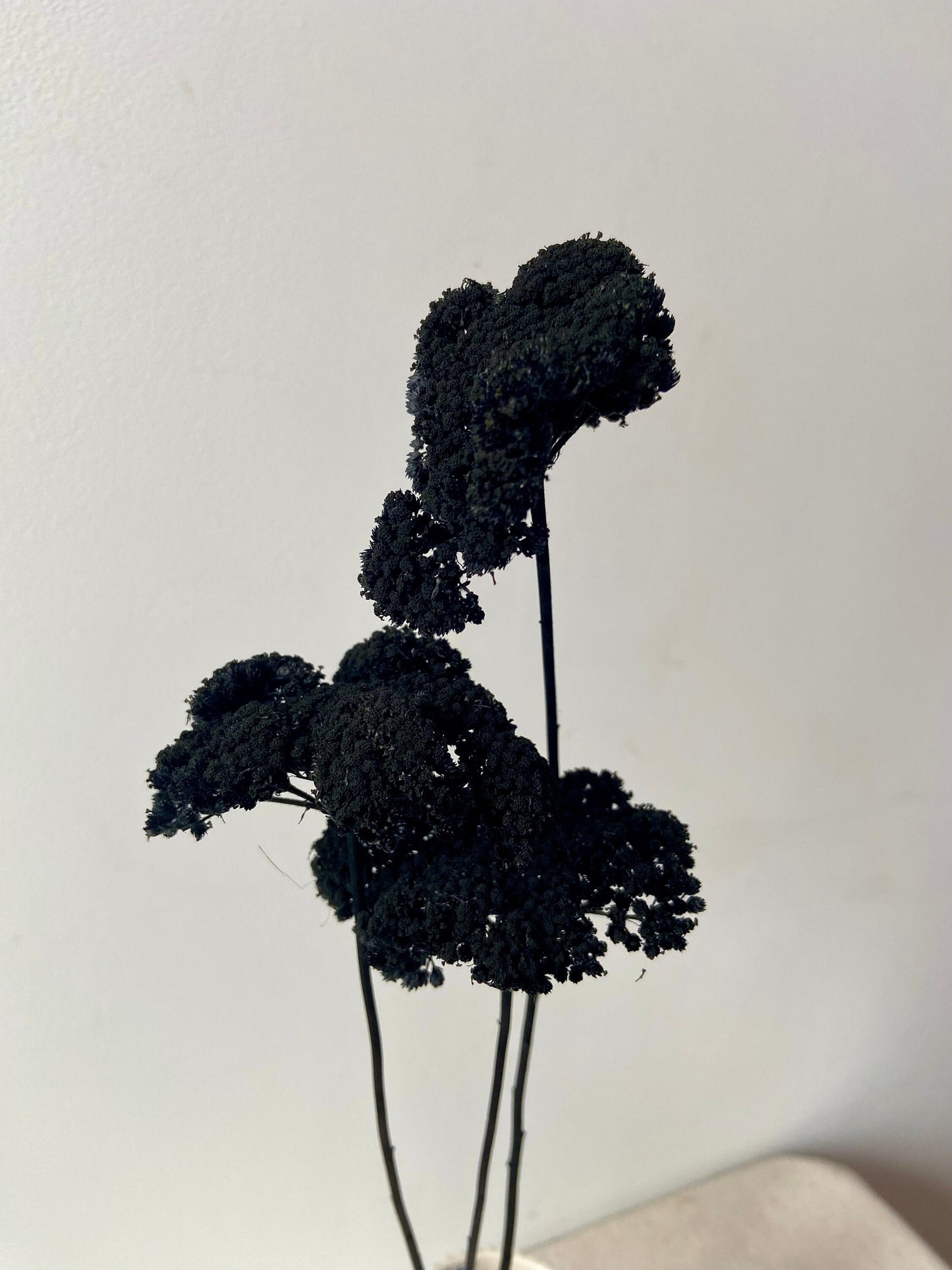 Achillea | schwarz | getröcknete Blüten | Achillea schwarz | Trockenblume | Frühling | Zweige für die Vase | Blütenzweig | Ostern | Home