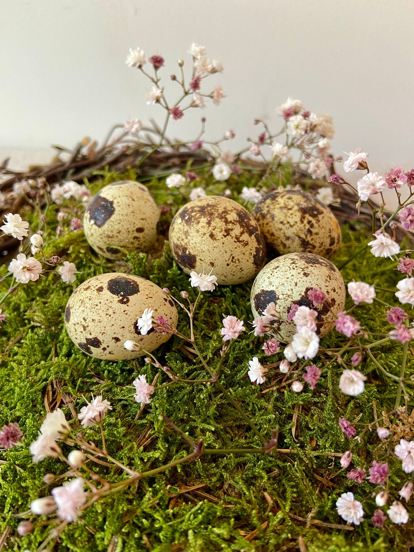 Wachtelei | Ostern | Deko | Wachteleier | Osterei | Frühing | Osterdeko | gesprenkelte Eier | kleine Eier