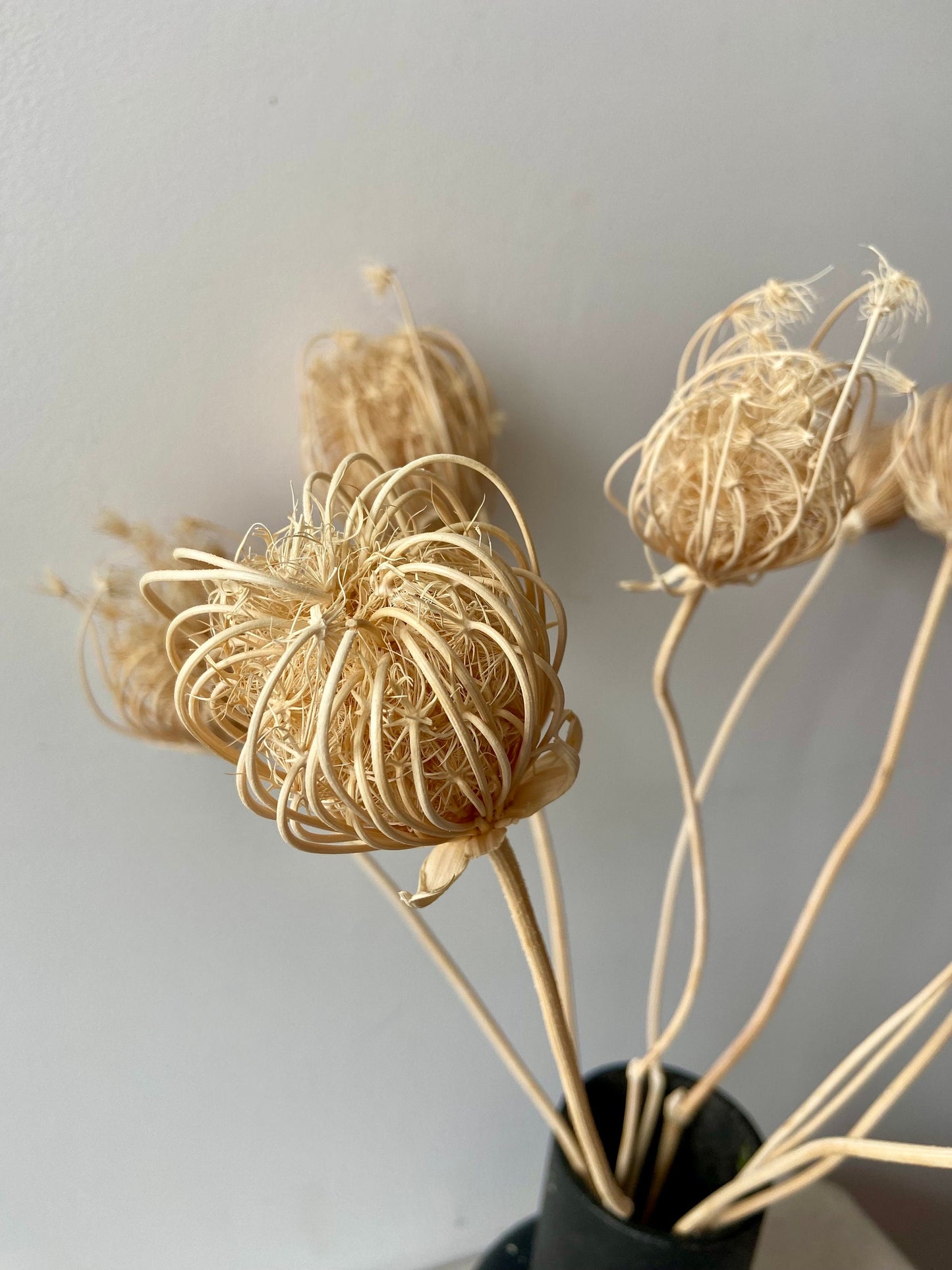 Fenchelblüten | creme | getröcknete Blüten | Fenchel creme | Trockenblume | Frühling | Zweige für die Vase | Blütenzweig | Ostern | Home