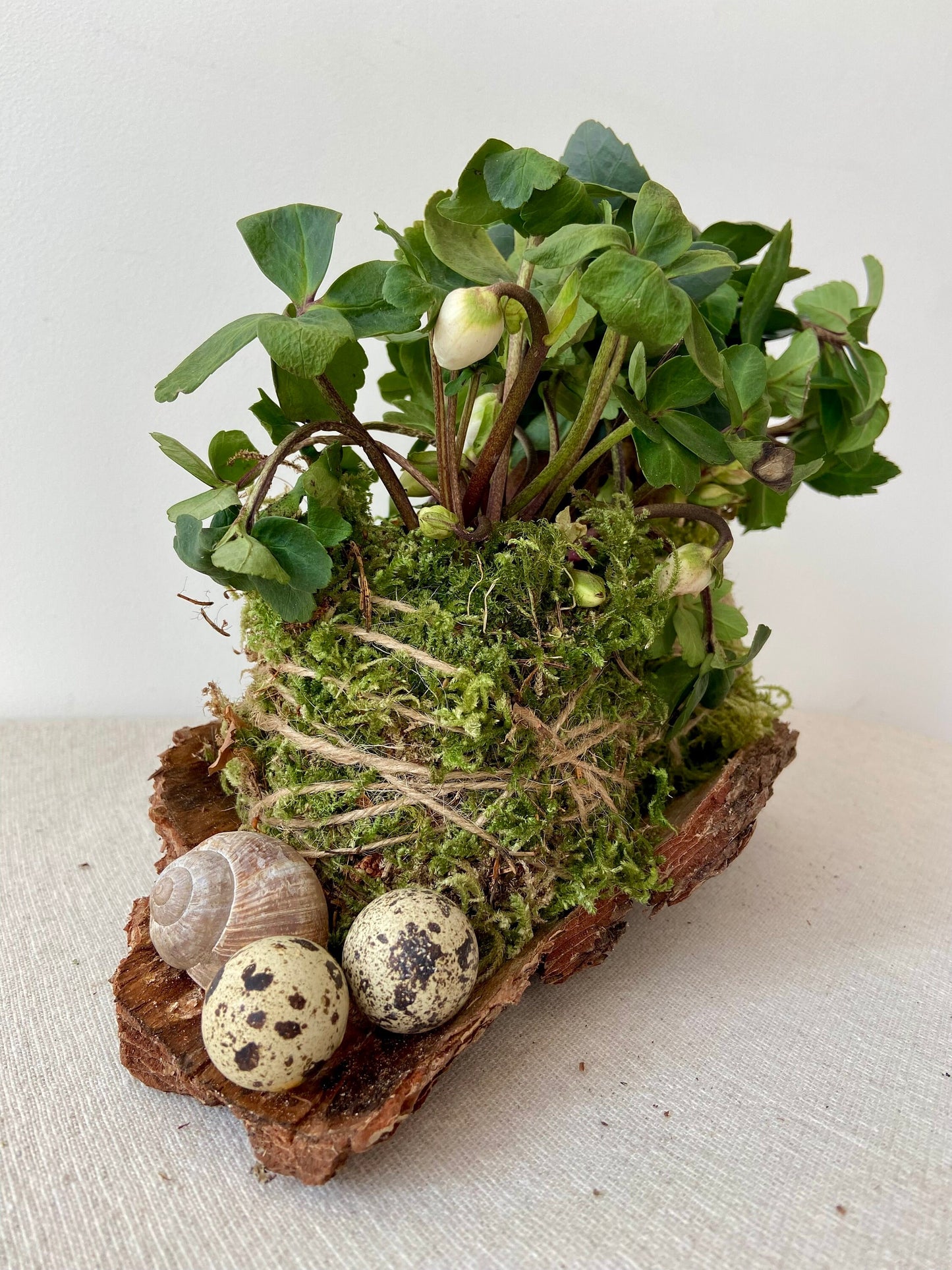 Frühlingsdeko DIY | Tischdekoration | Grabschmuck | Rinde | Christrose | Schneckenhaus | Wachteleier | Ostern