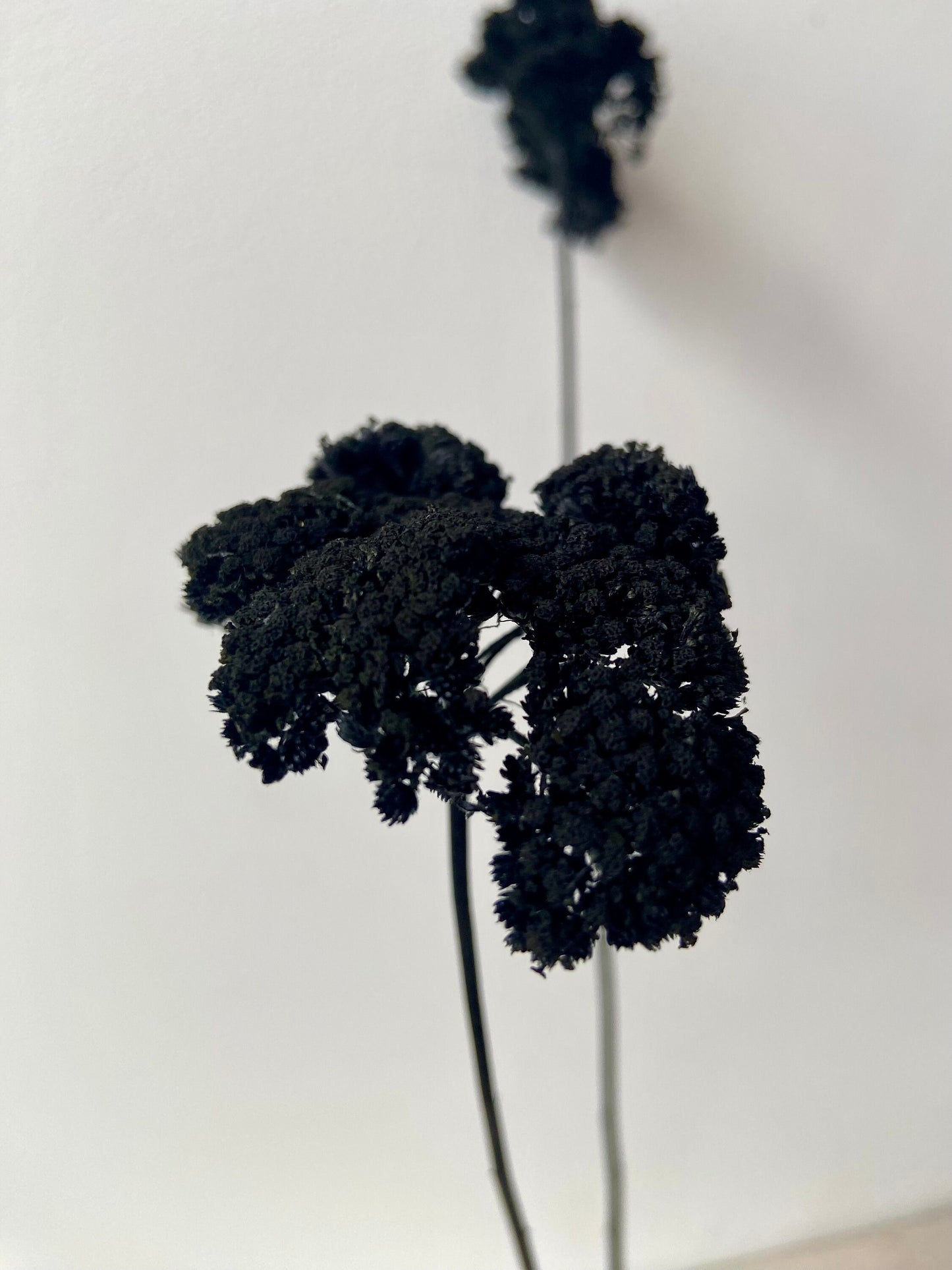 Achillea | schwarz | getröcknete Blüten | Achillea schwarz | Trockenblume | Frühling | Zweige für die Vase | Blütenzweig | Ostern | Home