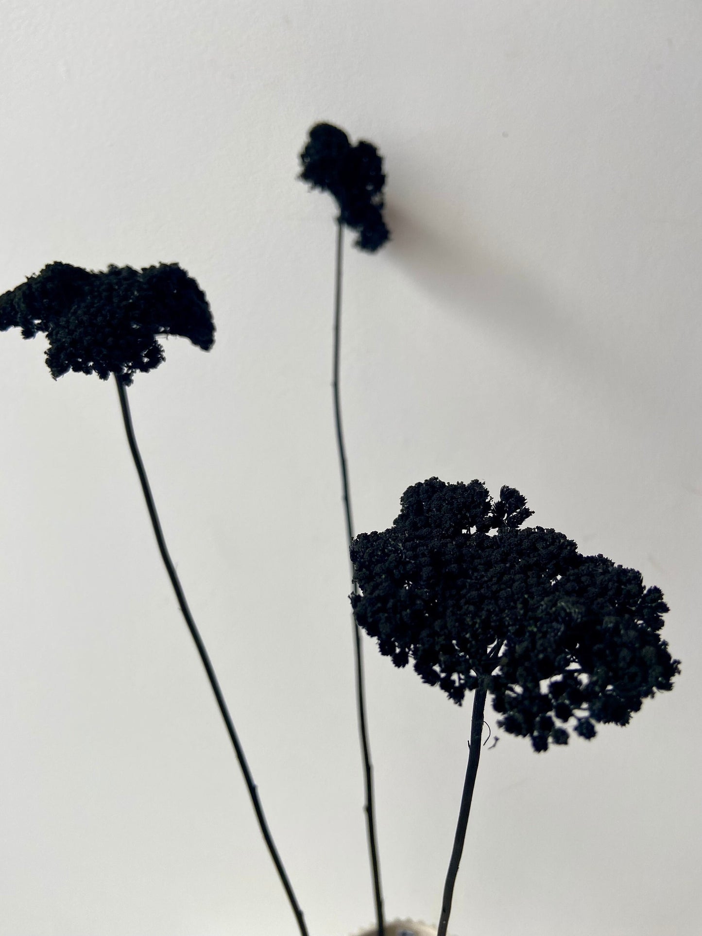 Achillea | schwarz | getröcknete Blüten | Achillea schwarz | Trockenblume | Frühling | Zweige für die Vase | Blütenzweig | Ostern | Home