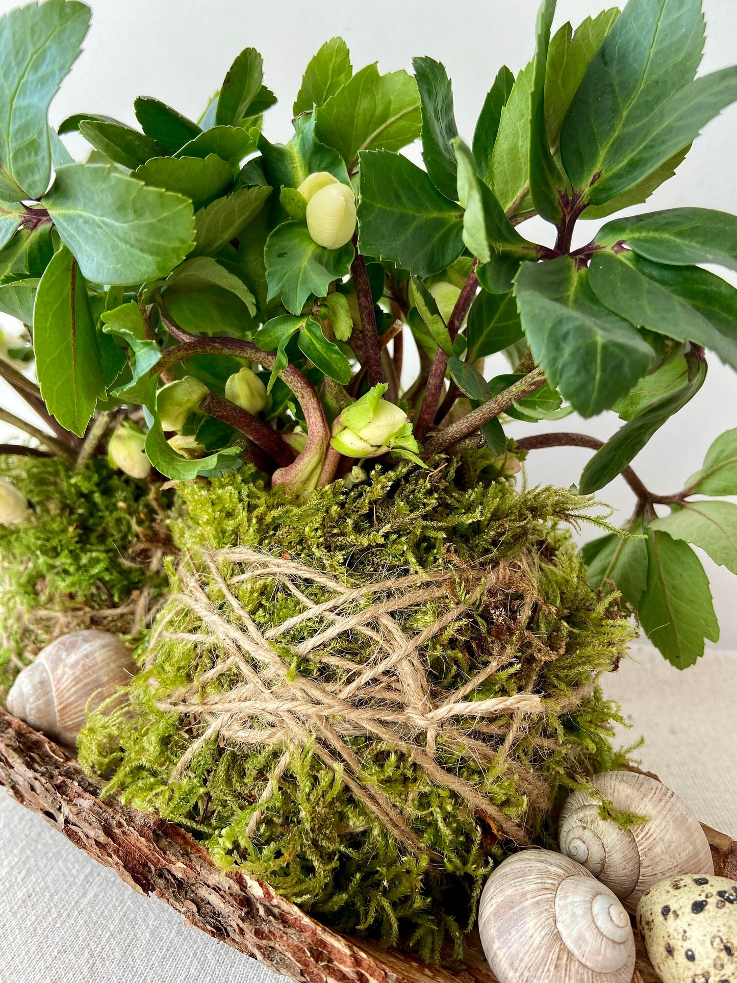 Frühlingsdeko DIY | Tischdekoration | Grabschmuck | Rinde | Christrose | Schneckenhaus | Wachteleier | Ostern