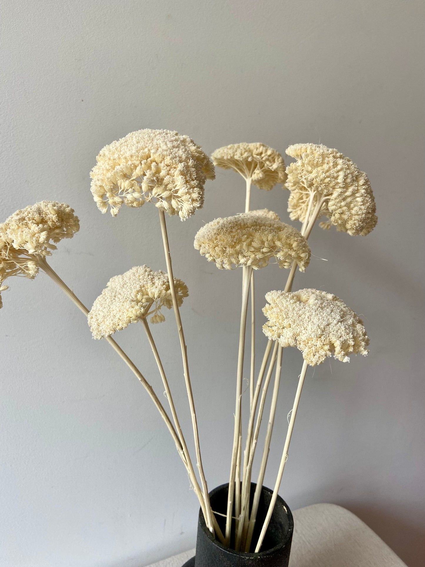 Achillea | weiß | getröcknete Blüten | Achillea weiß | Trockenblume | Frühling | Zweige für die Vase | Blütenzweig | Ostern | Home | Living