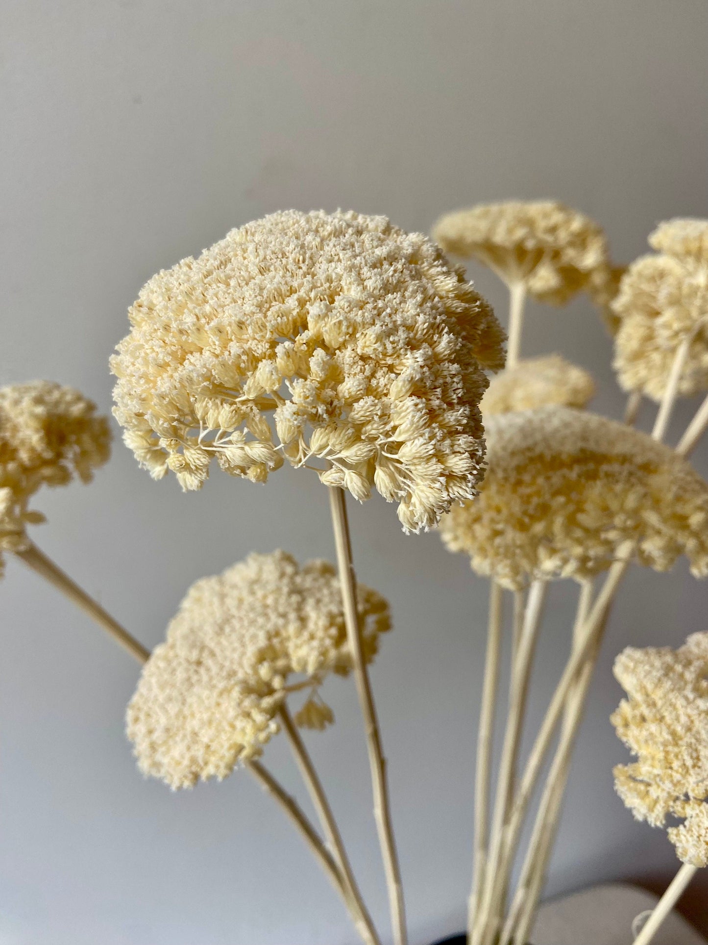 Achillea | weiß | getröcknete Blüten | Achillea weiß | Trockenblume | Frühling | Zweige für die Vase | Blütenzweig | Ostern | Home | Living