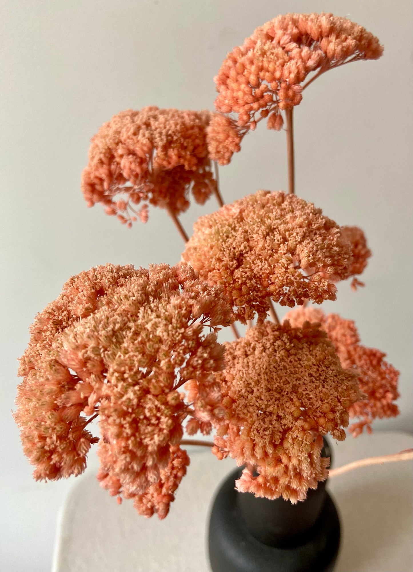 Achillea | puder | rosa | getröcknete Blüten | Achillea weiß | Trockenblume | Frühling | Zweige für die Vase | Blütenzweig | Home | Living