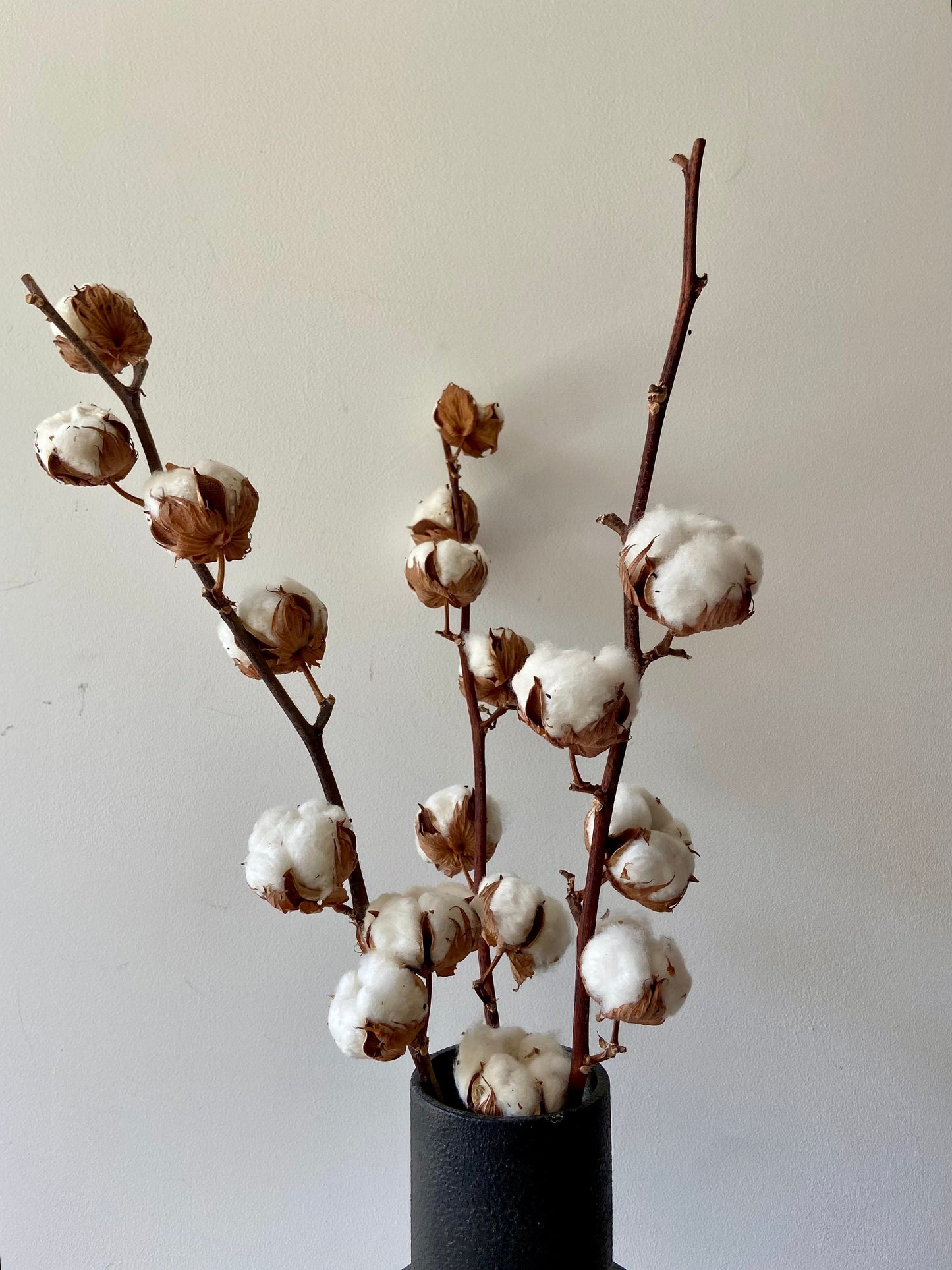Baumwollzweig | Cotton | Homedeko | Natur Zweig