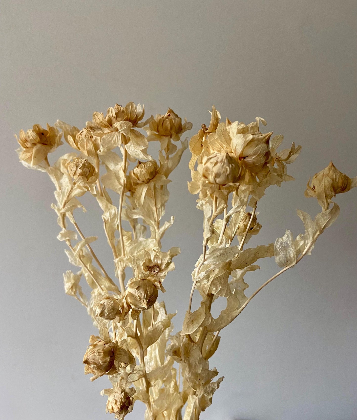 Naturblüte Creme | Trockenblume | Naturlove