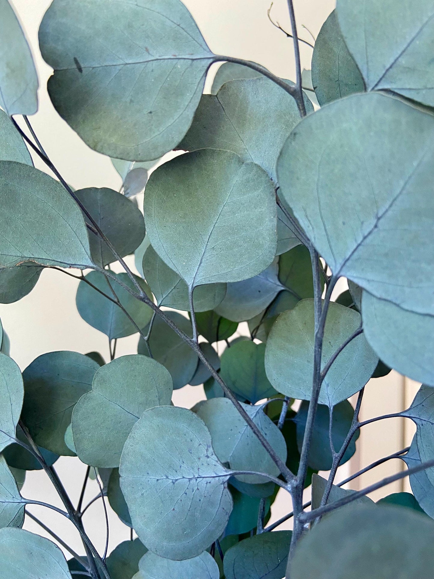 Eukalyptus | getrocknete Zweige | getrockneter Eukalyptus | Zweige für die Vase | Skandinavisch | Schlichte Deko
