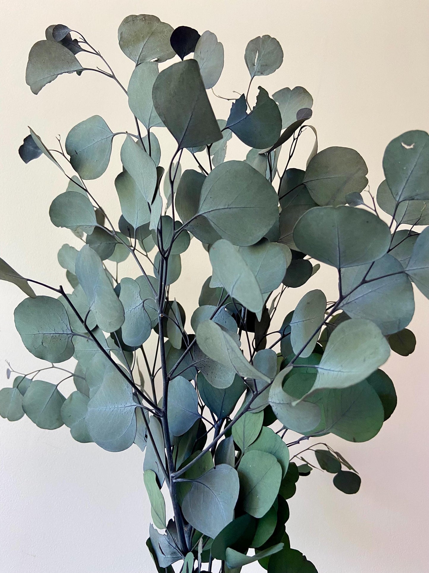 Eukalyptus | getrocknete Zweige | getrockneter Eukalyptus | Zweige für die Vase | Skandinavisch | Schlichte Deko