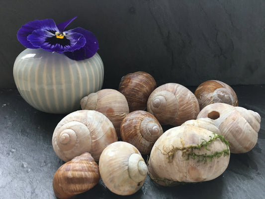Schneckenhäuser | Weinbergschnecke | 10-er Set