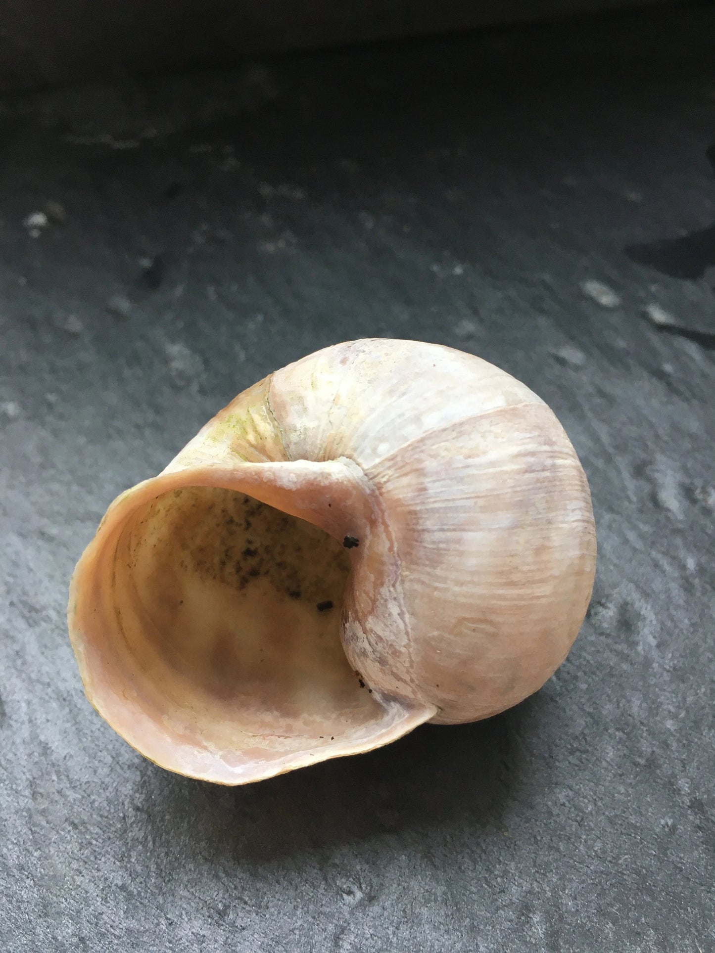 Schneckenhäuser | Weinbergschnecke | 10-er Set
