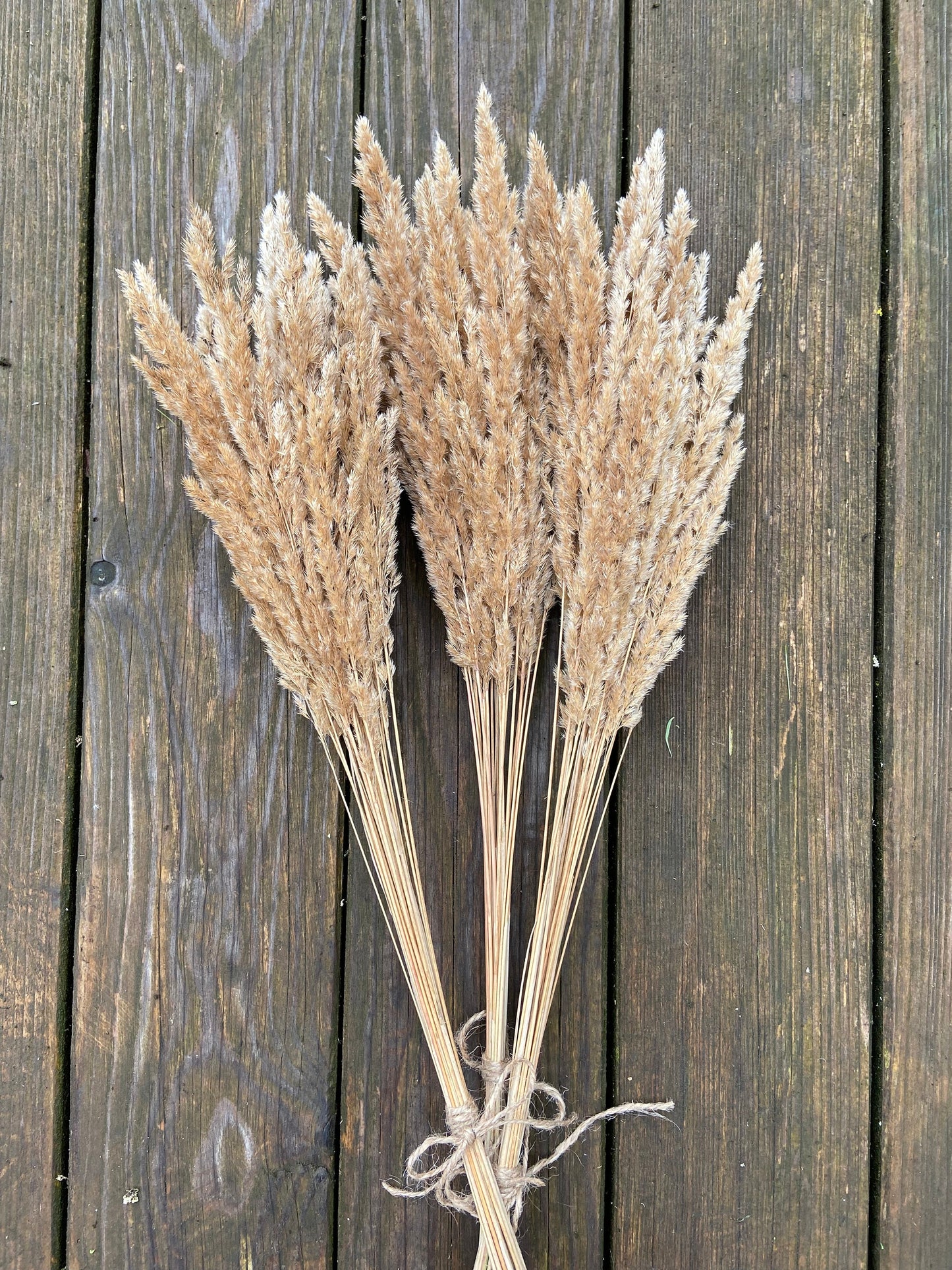 Gras Sträußchen getrocknet