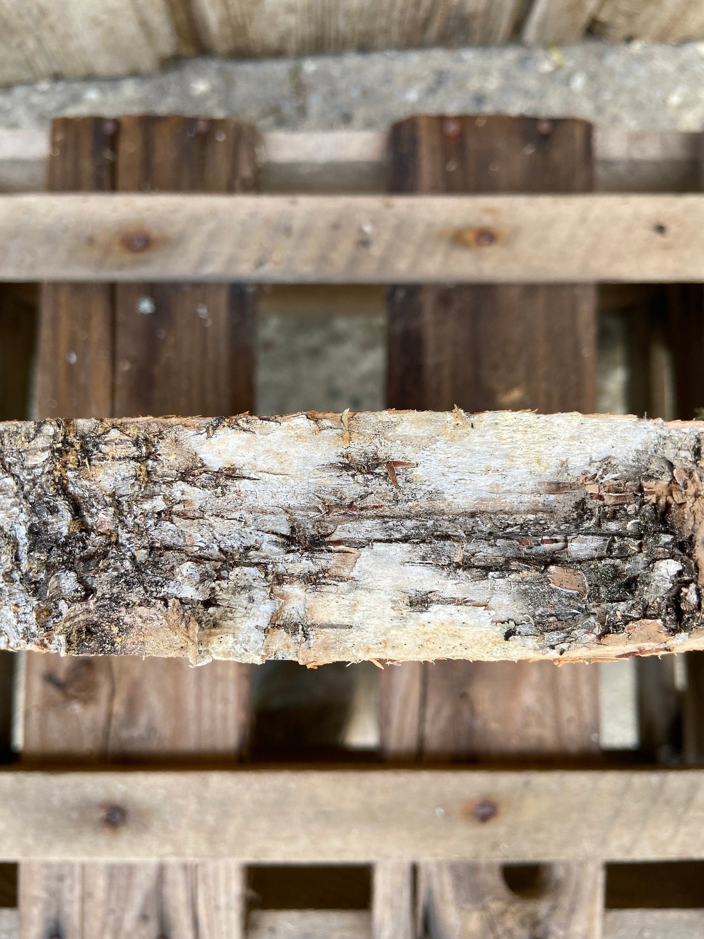 Baumscheibe | Birke