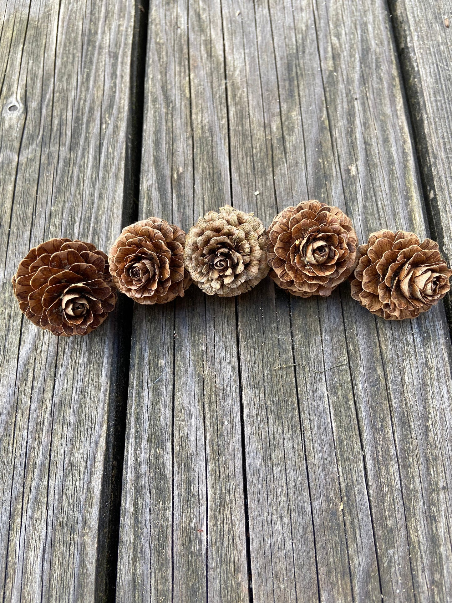 Zapfen der Lärche | groß | 3-4cm