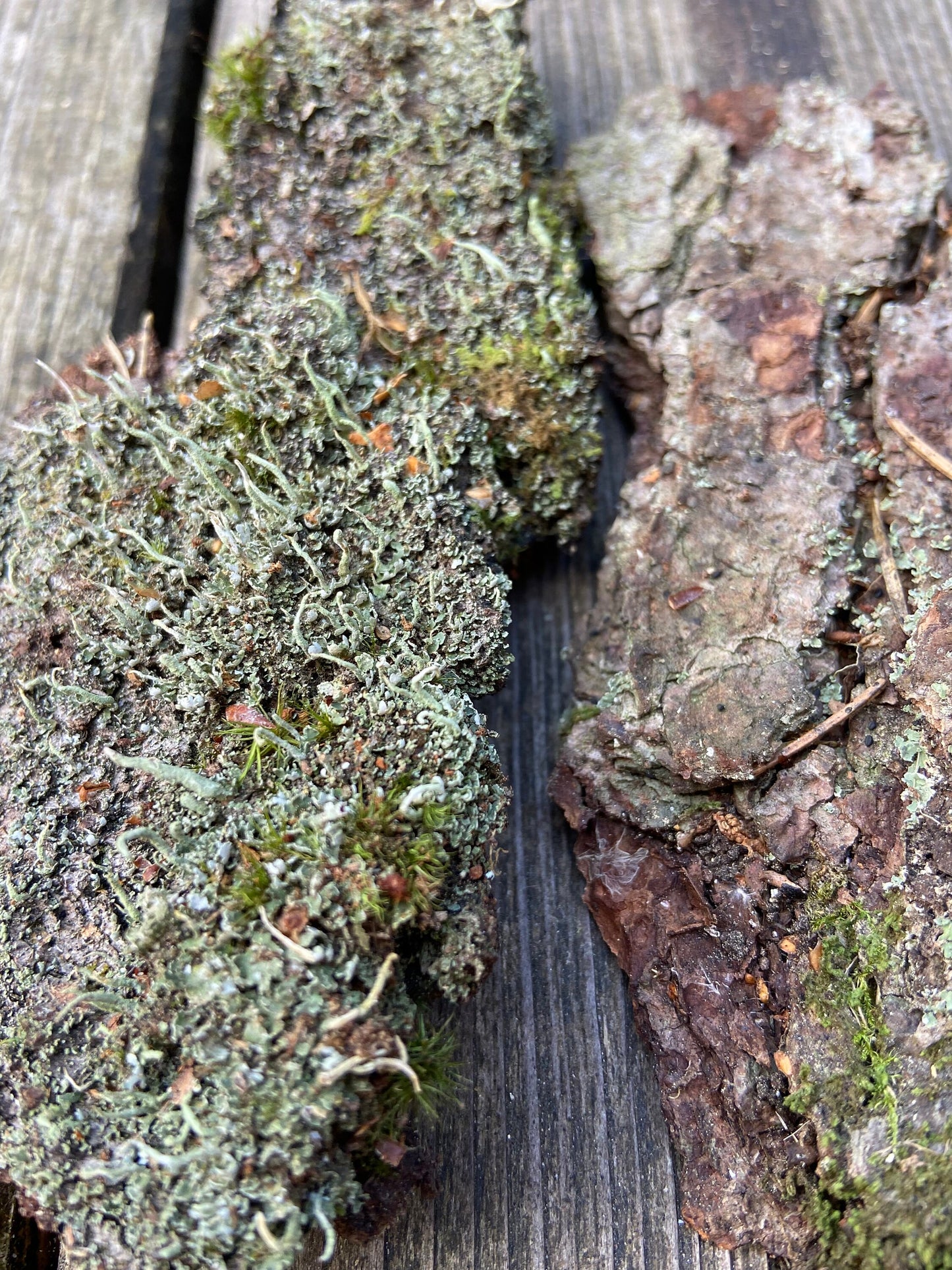 Kleine Rindenstücke teilweise mit Moos und Flechten bewachsen
