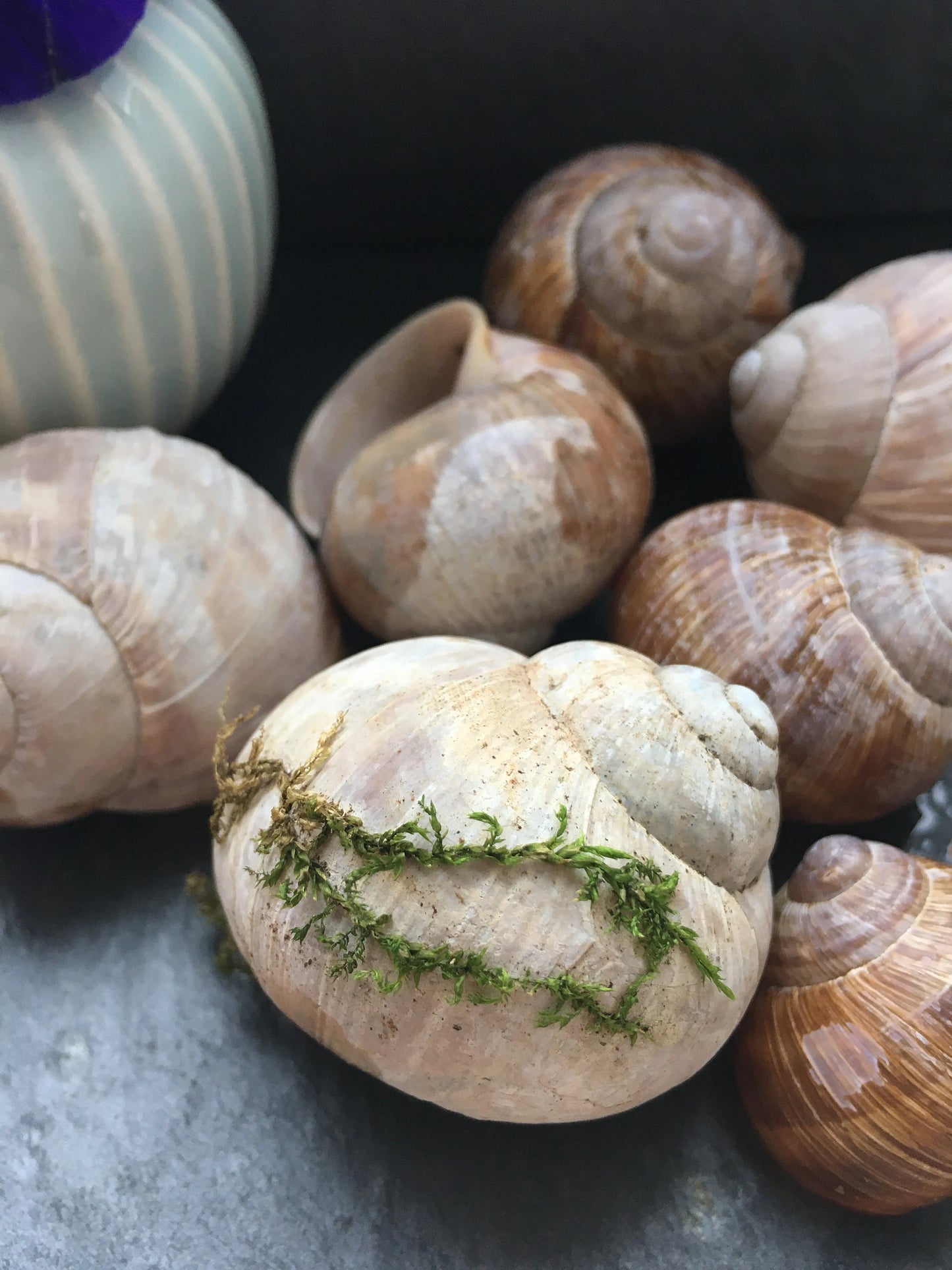 Schneckenhäuser | Weinbergschnecke | 10-er Set