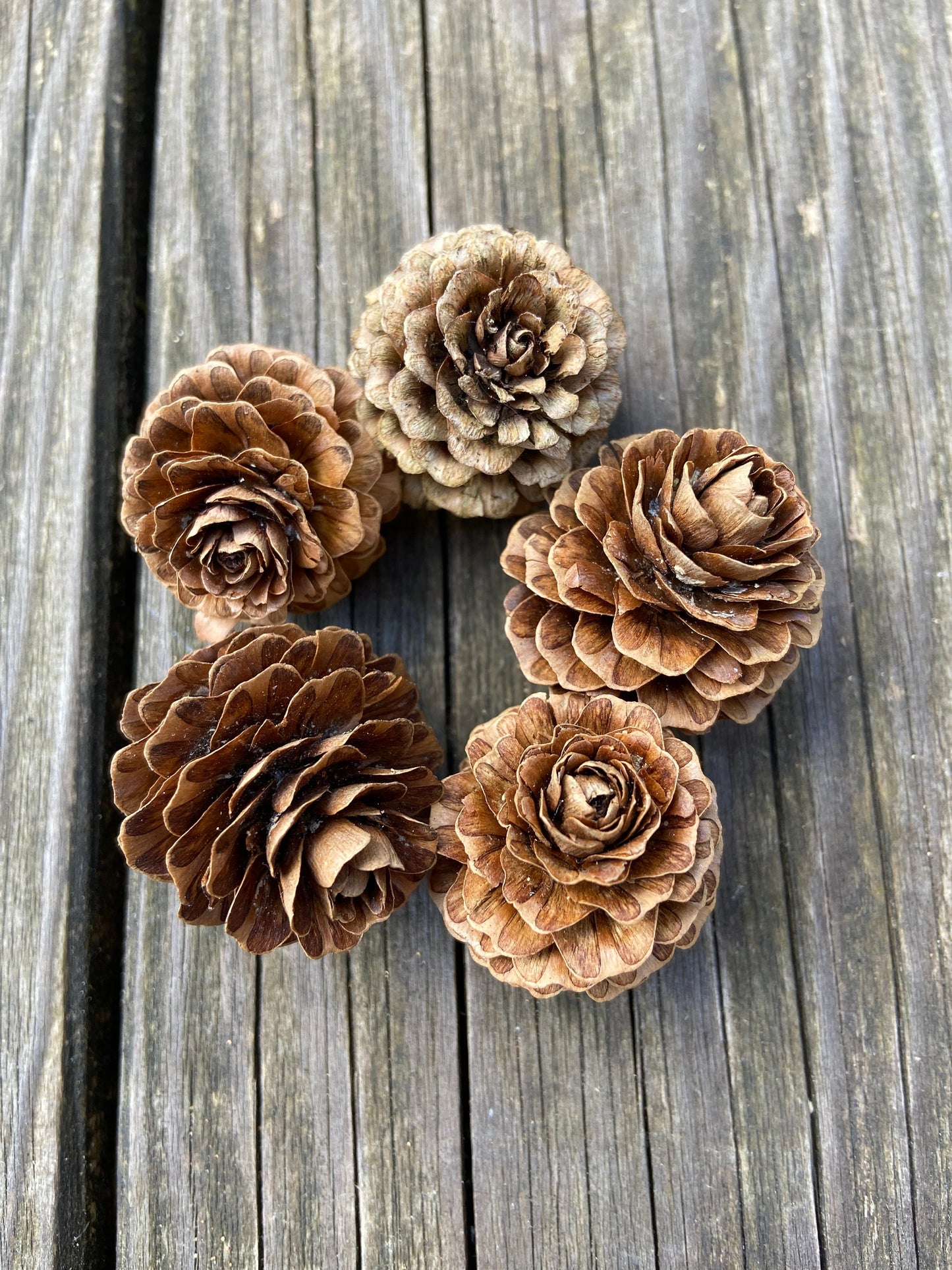 Zapfen der Lärche | groß | 3-4cm