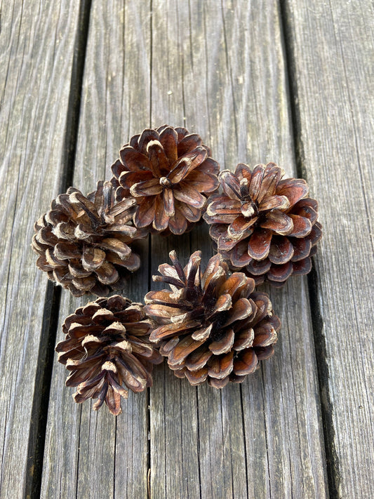 Zapfen der Kiefer | groß | 4-6 cm