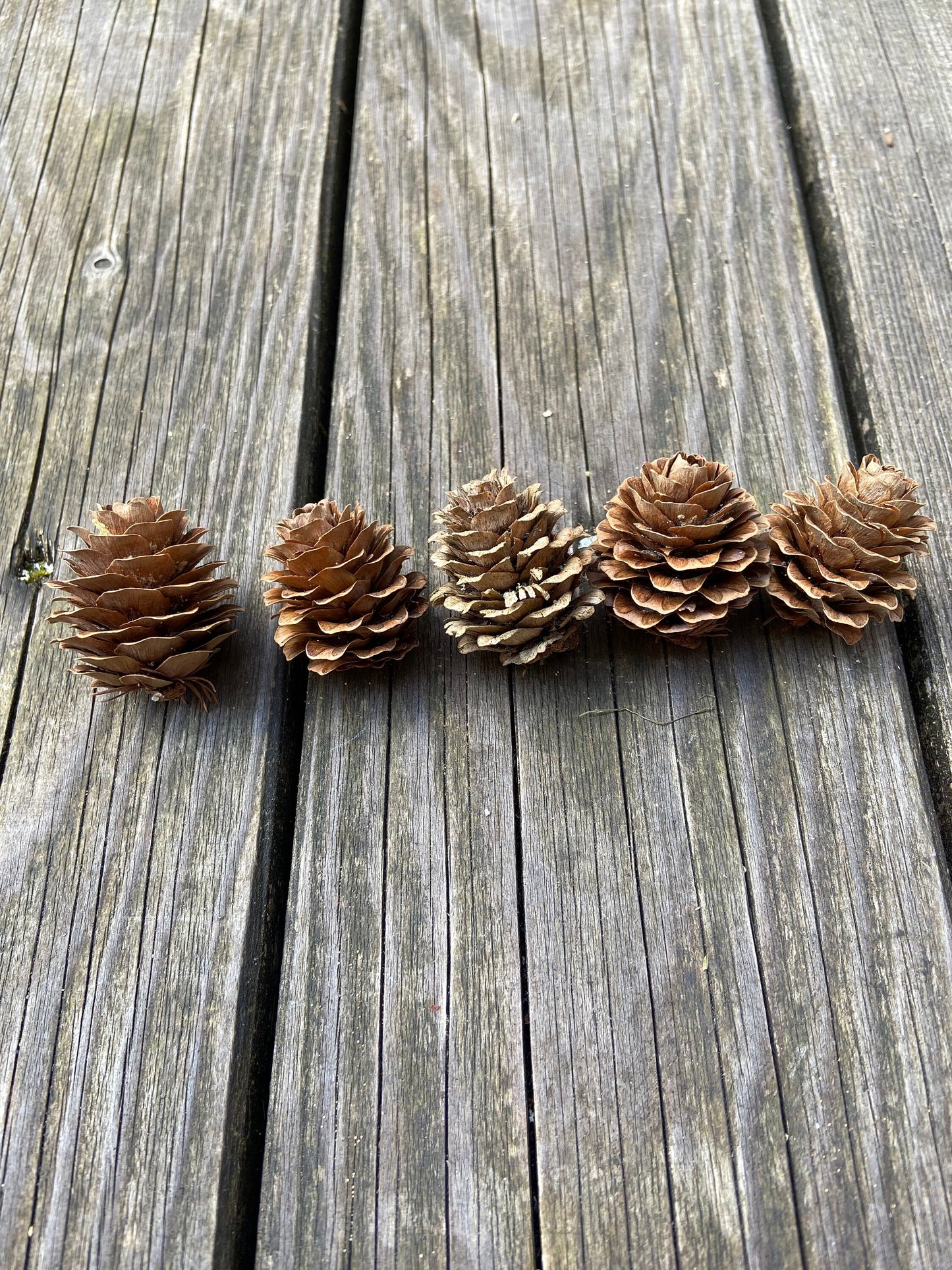 Zapfen der Lärche | groß | 3-4cm