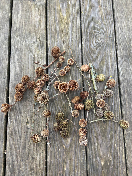 Lärchenzweige mit Zapfen | kurz | 5-30cm | 15 Stück