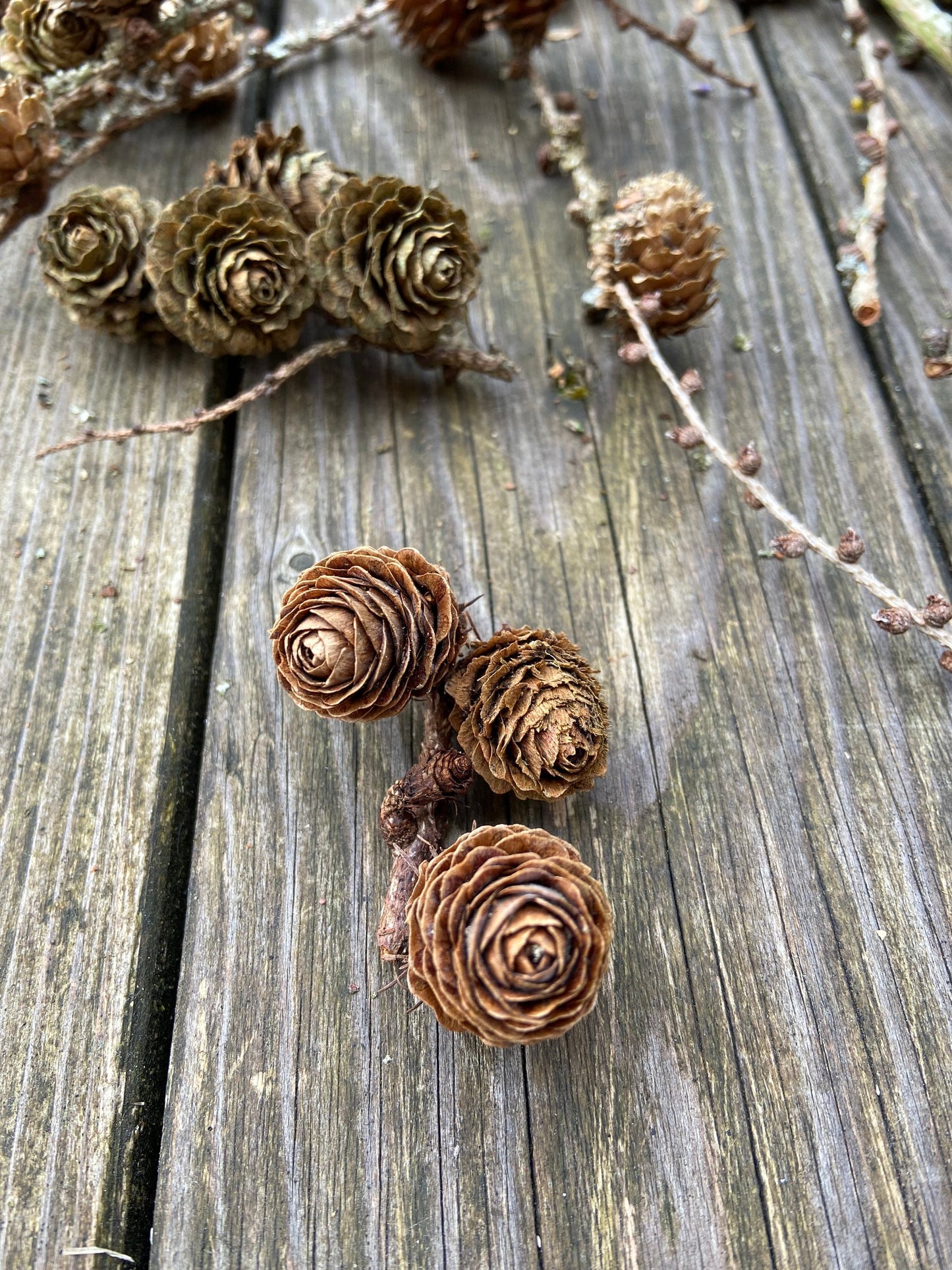 Lärchenzweige mit Zapfen | kurz | 5-30cm | 15 Stück