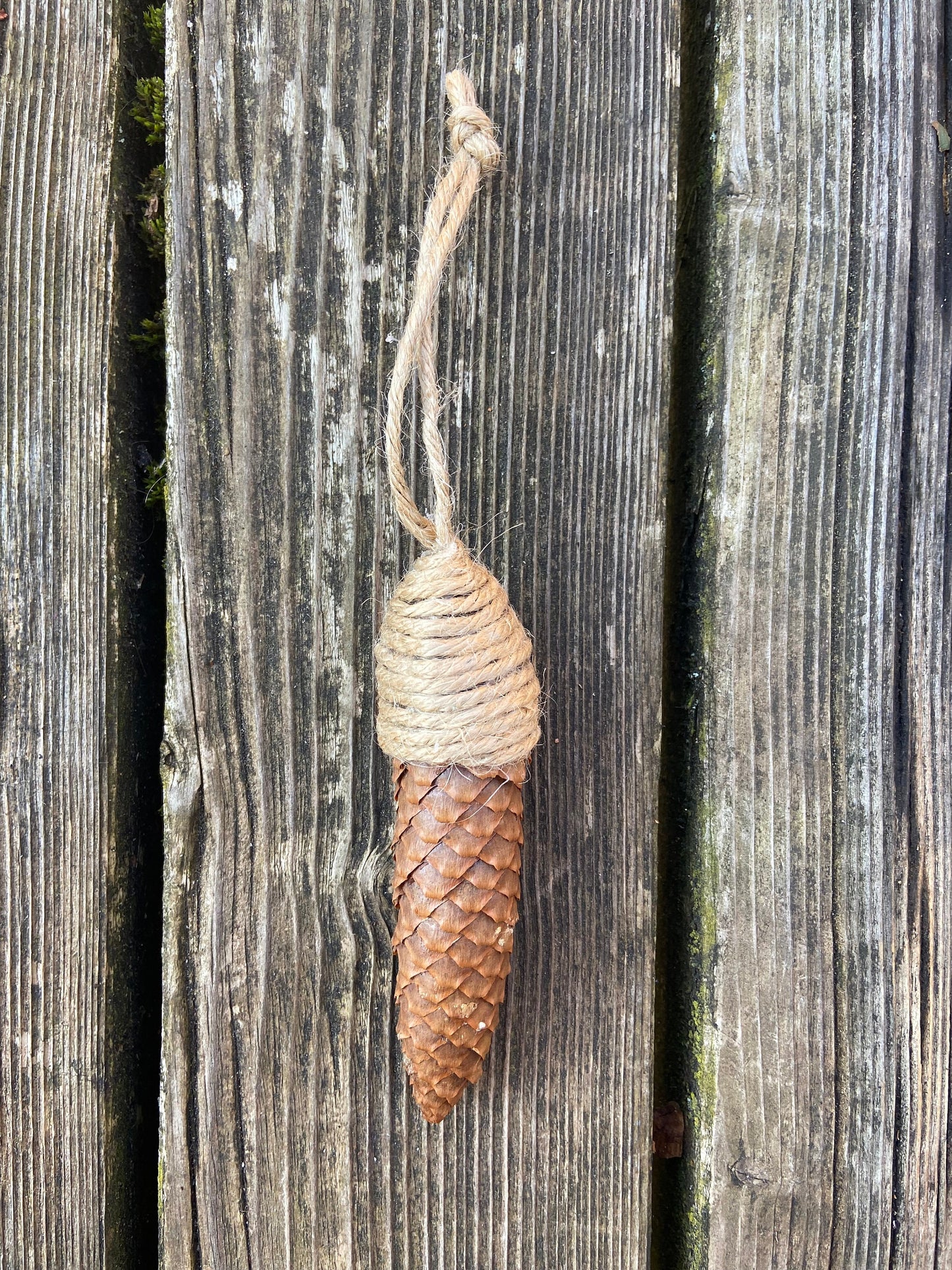 Zapfen der Fichte | zum aufhängen | groß | 10-14 cm