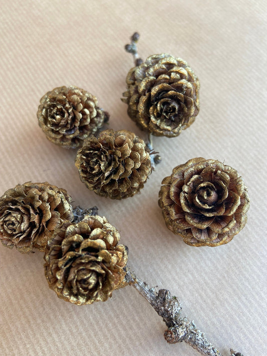 Zapfen der Lärche | gold | groß | 3-4cm | 5er Set