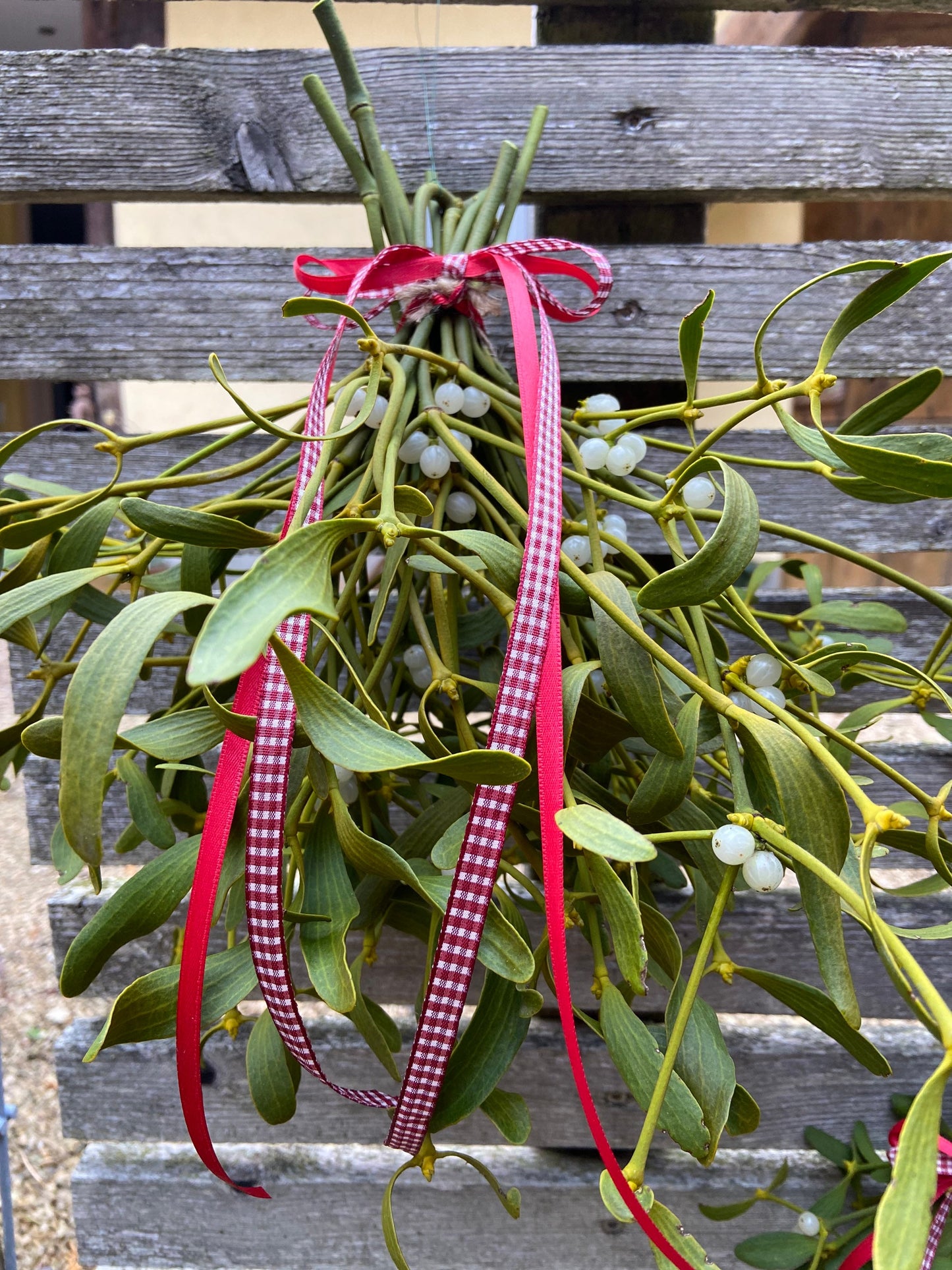 Mistel | Sträußchen | Schleifenband | Weihnachten | Deko | Winter | Advent | Weihnachtsschmuck