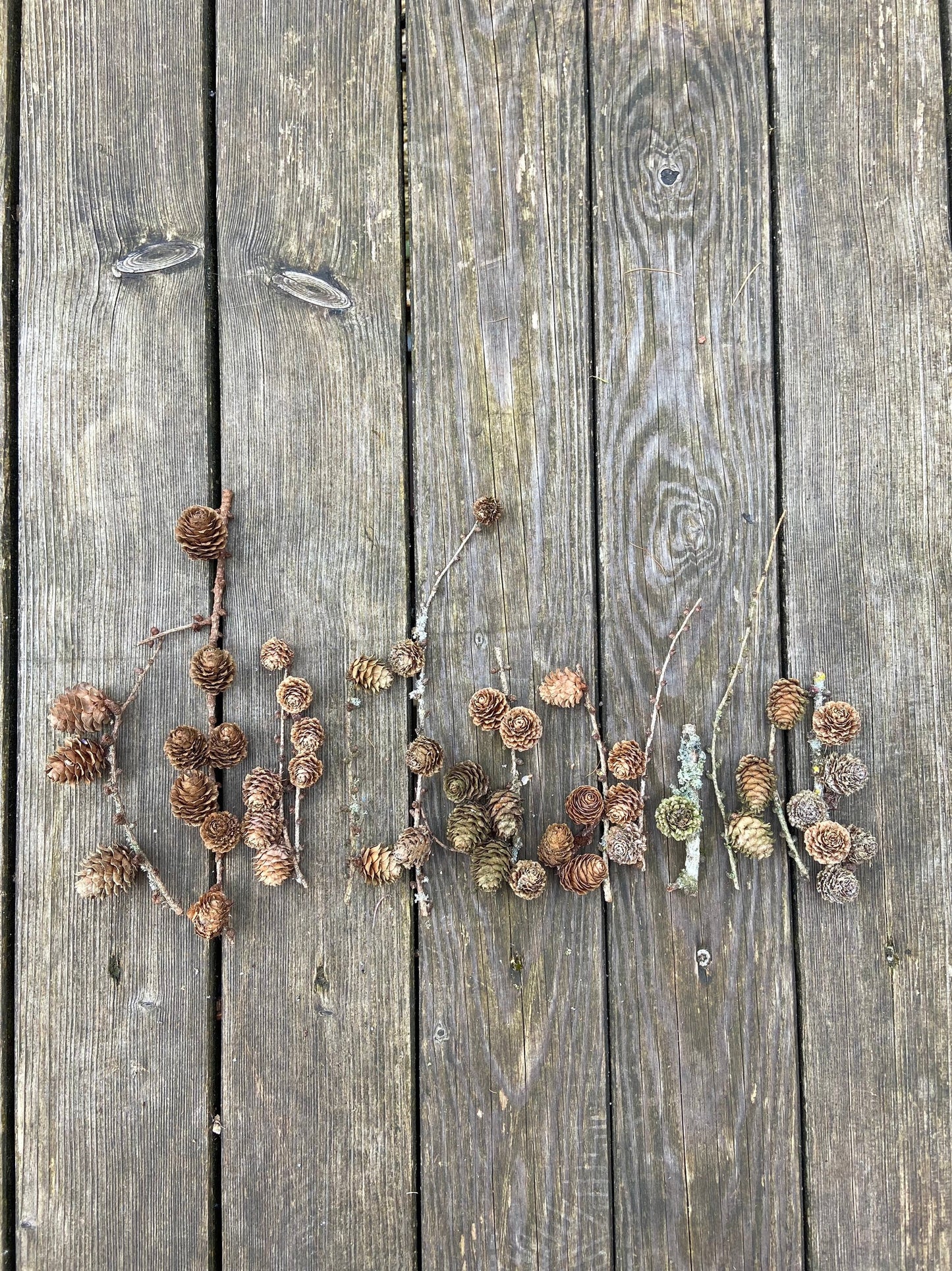 Lärchenzweige mit Zapfen | kurz | 5-30cm | 15 Stück