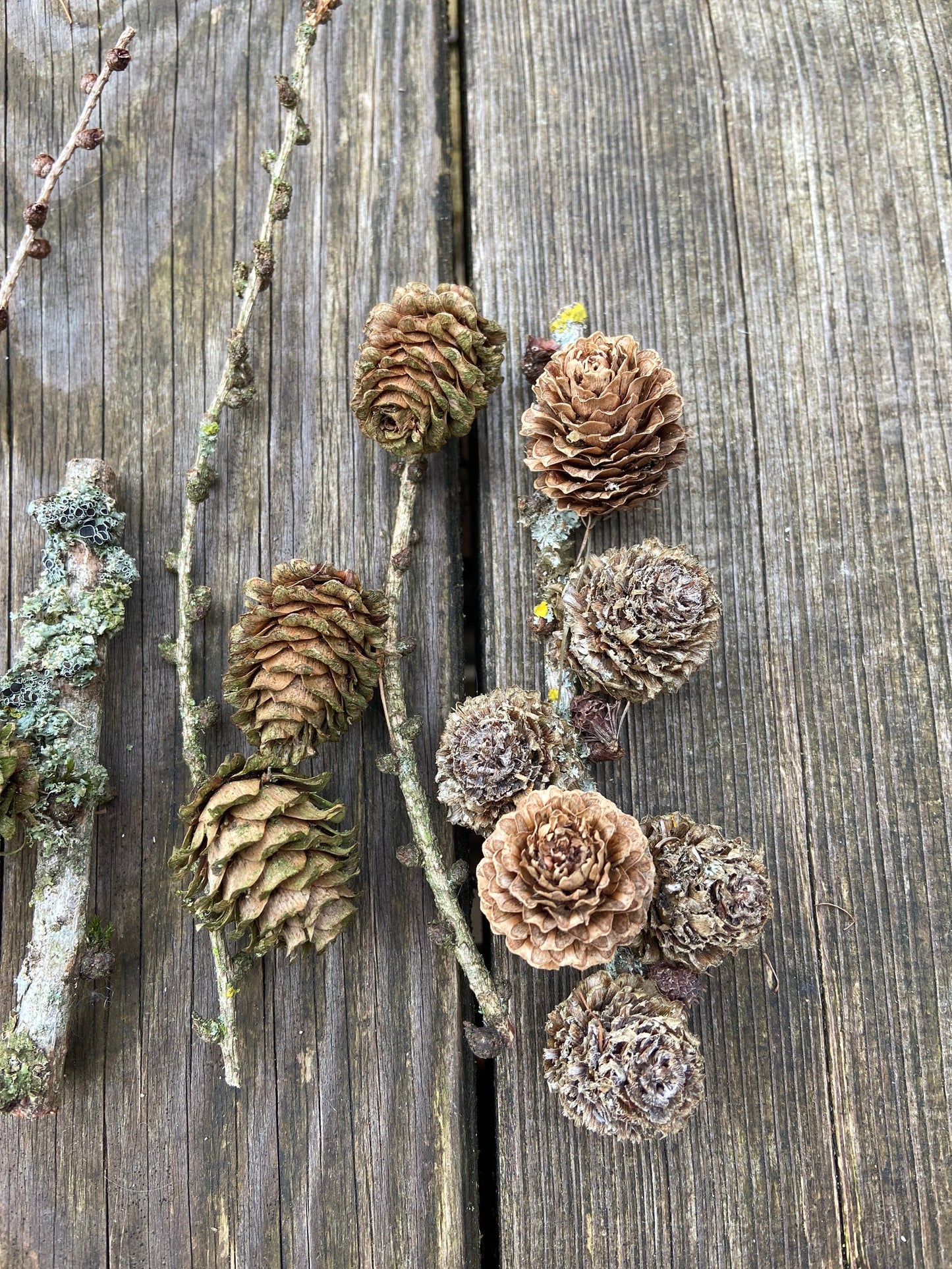 Lärchenzweige mit Zapfen | kurz | 5-30cm | 15 Stück