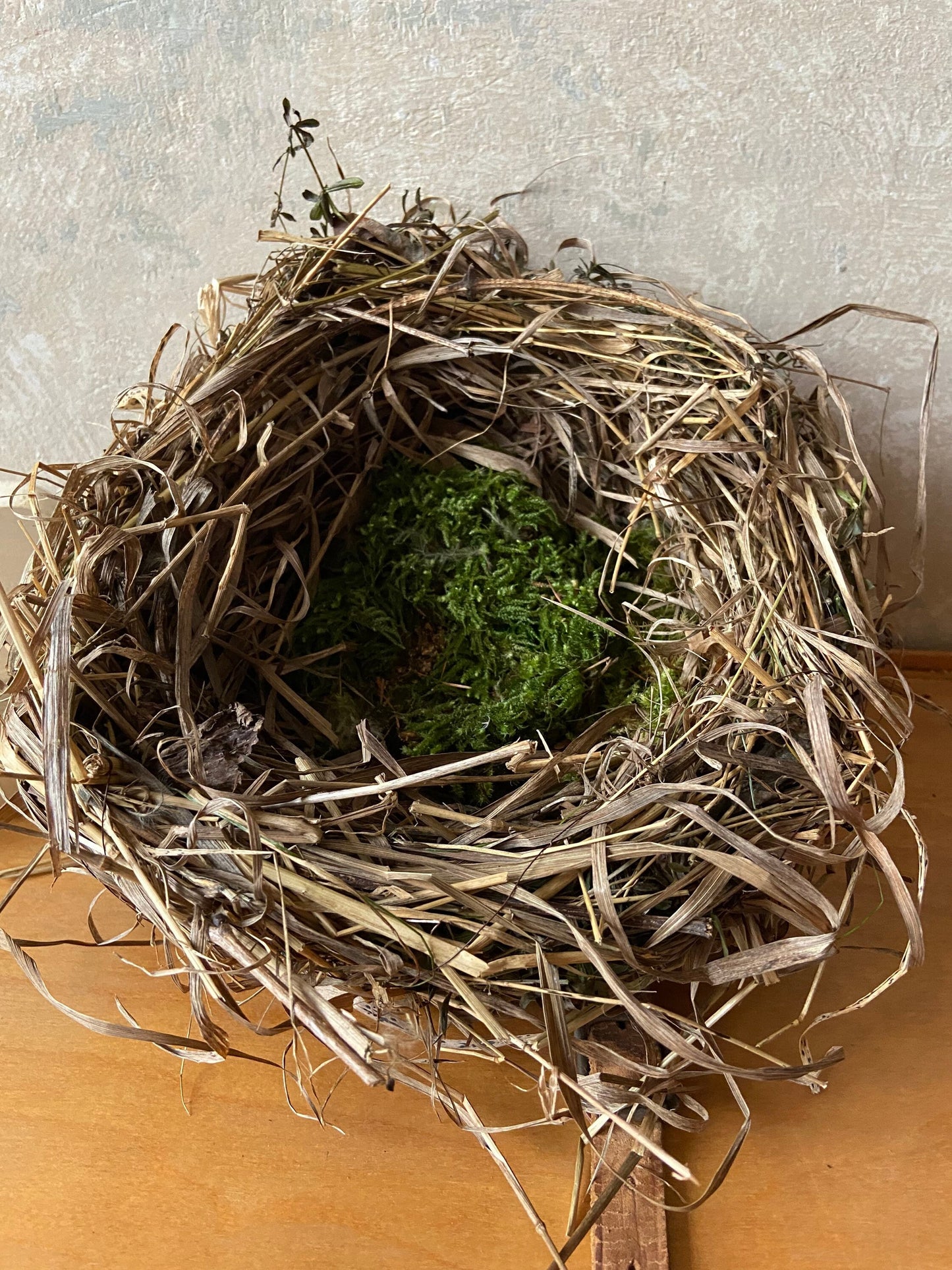 Nest | Frühling | Ostern | groß