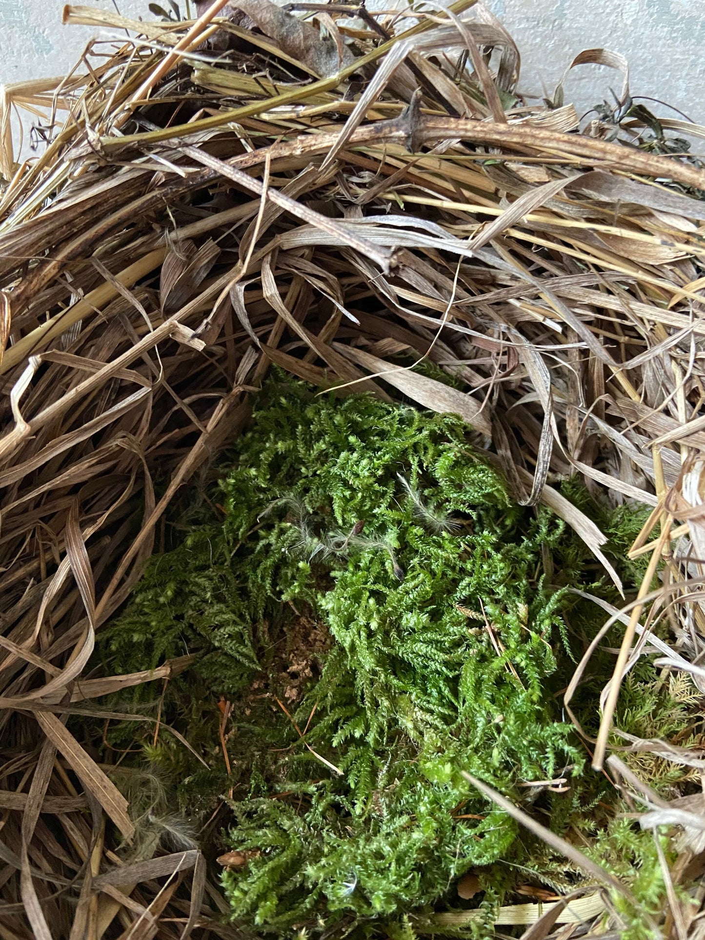 Nest | Frühling | Ostern | groß